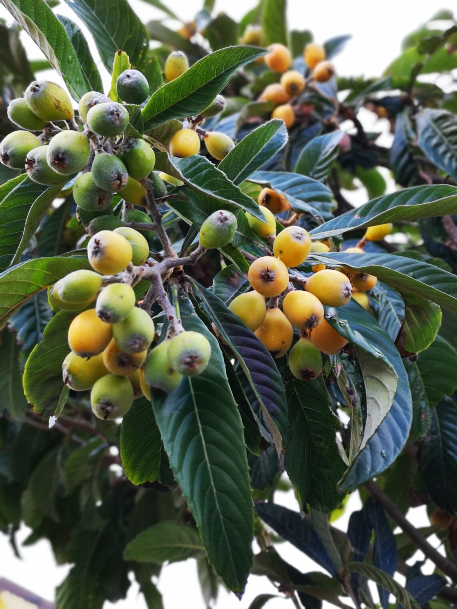 HUAWEI CLT-L29 sample photo. Fruit tree, luquats, edible photography