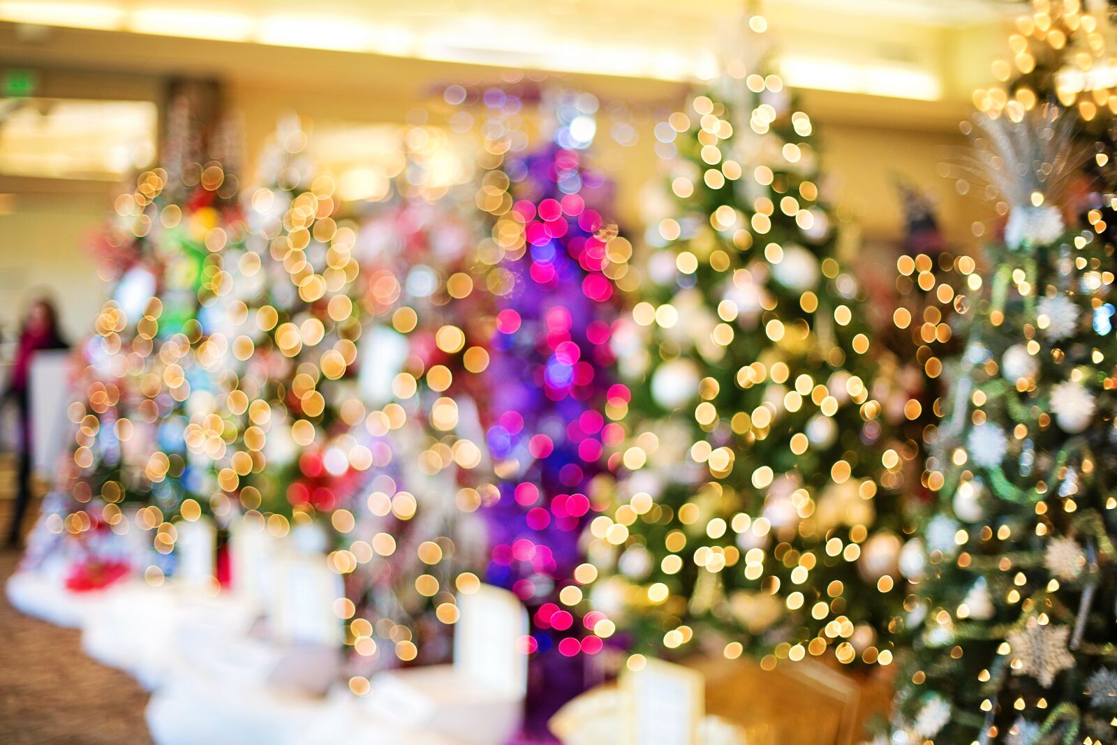 Canon EF 50mm F1.4 USM sample photo. Christmas trees, lights, twinkle photography
