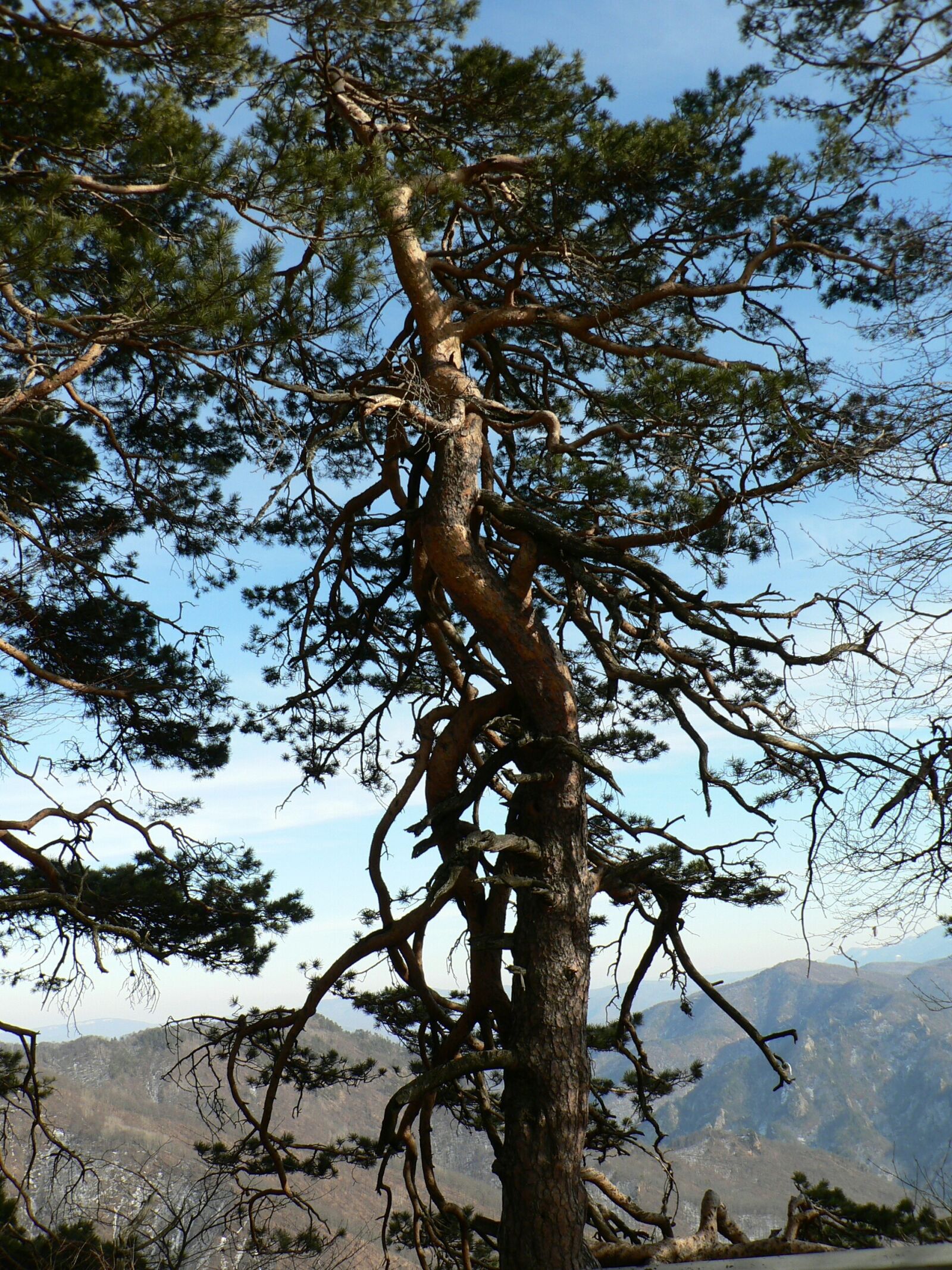 Panasonic DMC-FZ5 sample photo. Tree, pine, mountains photography