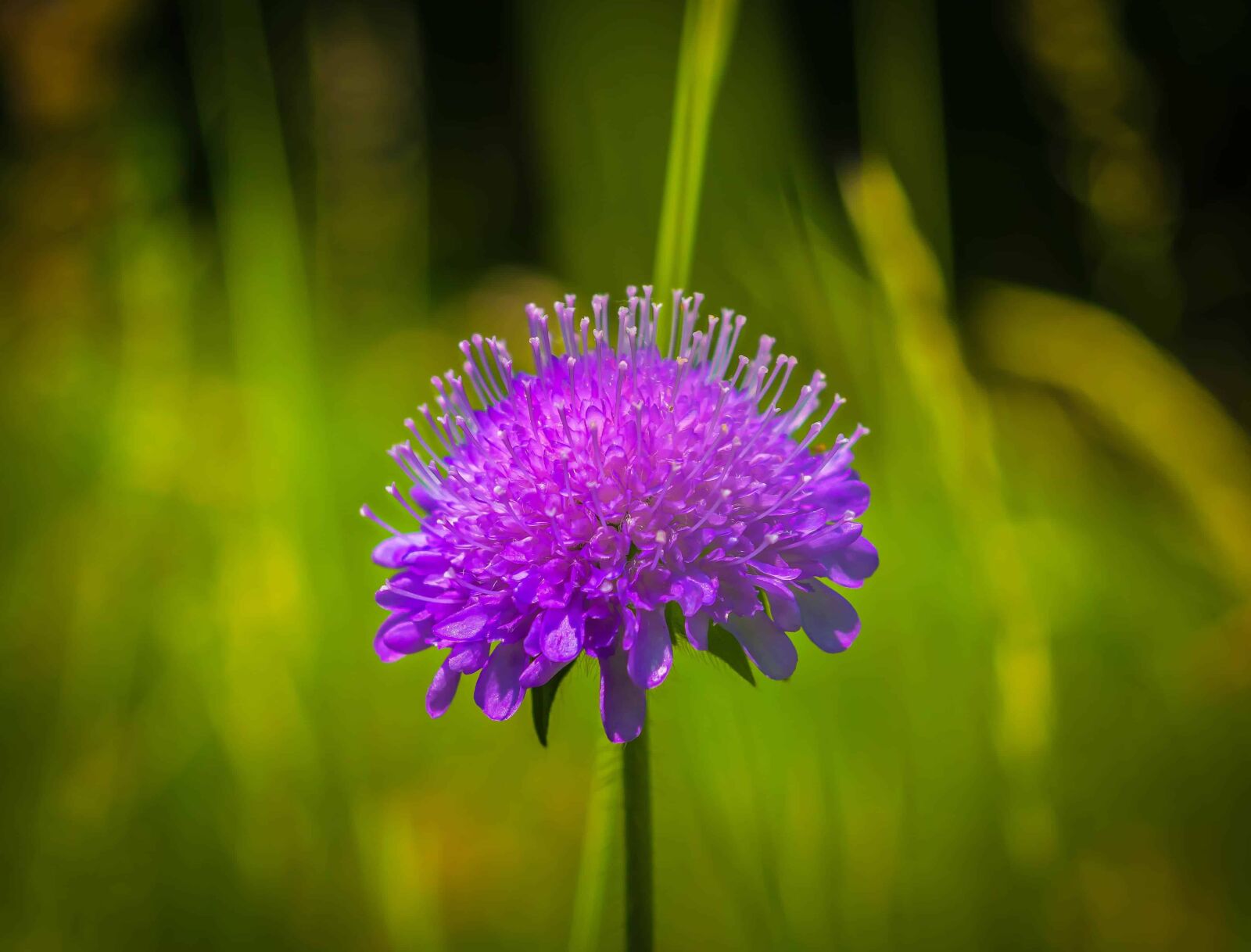 Nikon D3300 sample photo. Flora, garden, wildflower, grass photography