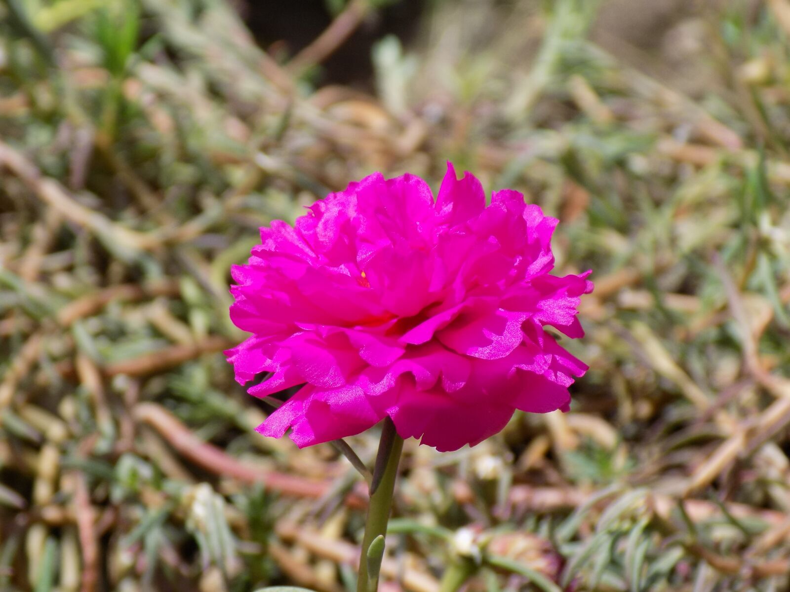 Nikon COOLPIX L340 sample photo. Pink, flower, portulaca grandiflora photography
