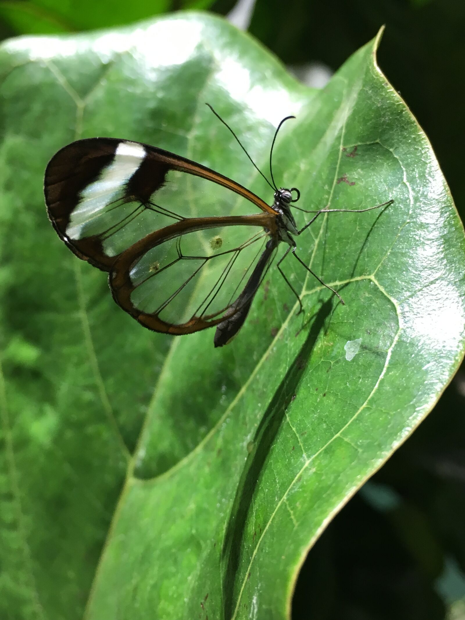 Apple iPhone 6s sample photo. Butterfly, nature, wing photography
