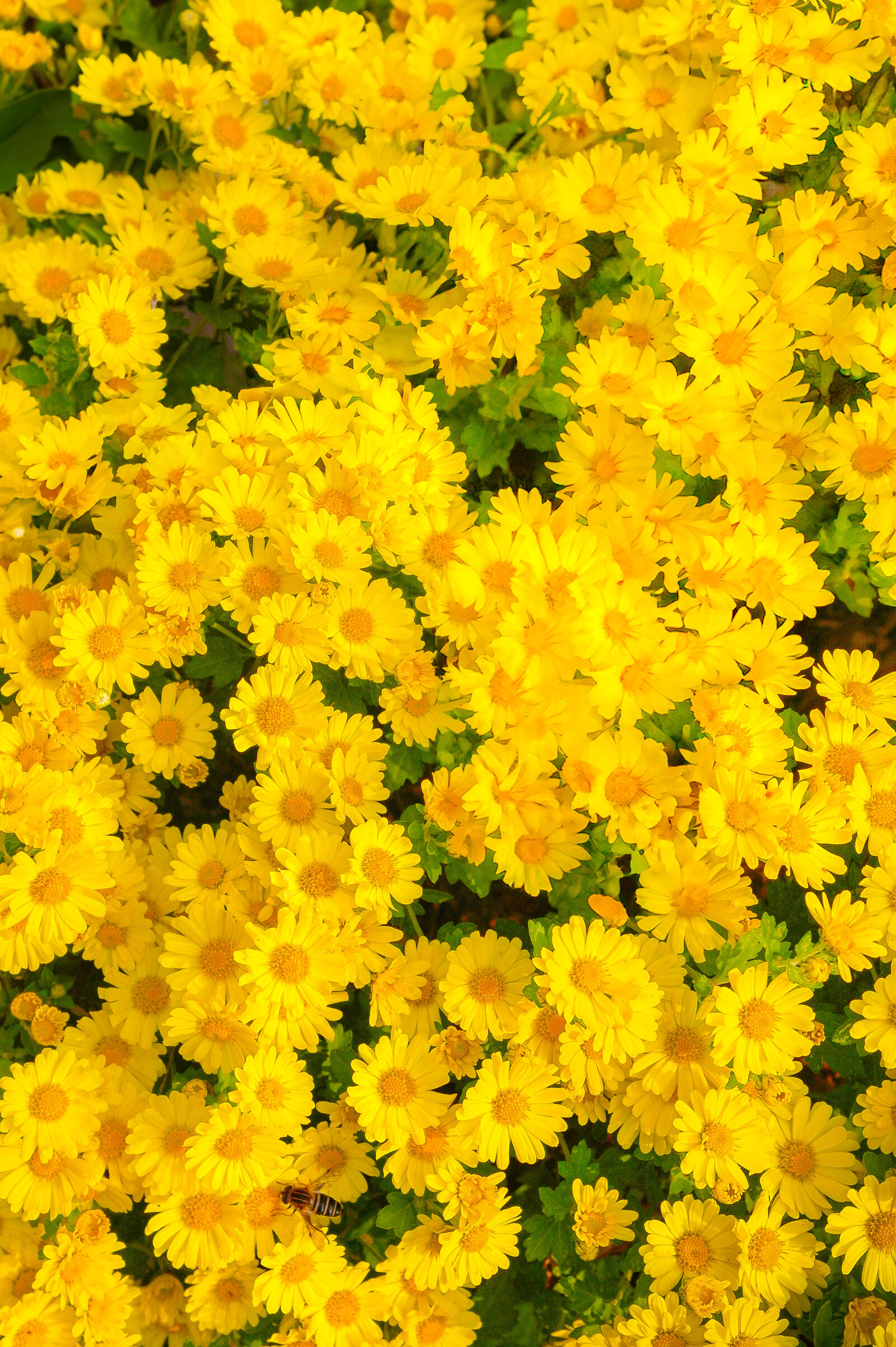 Samsung NX100 sample photo. Flowers photography