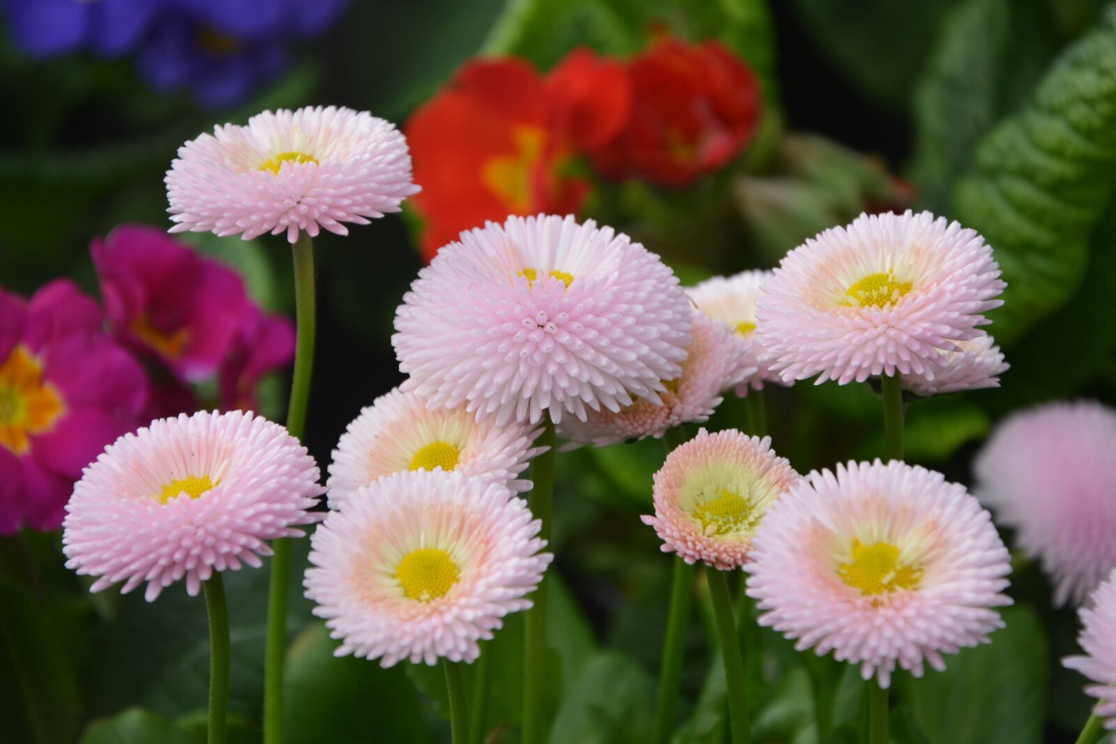 Nikon D5200 sample photo. Flower, flowers pomponnettes roses photography