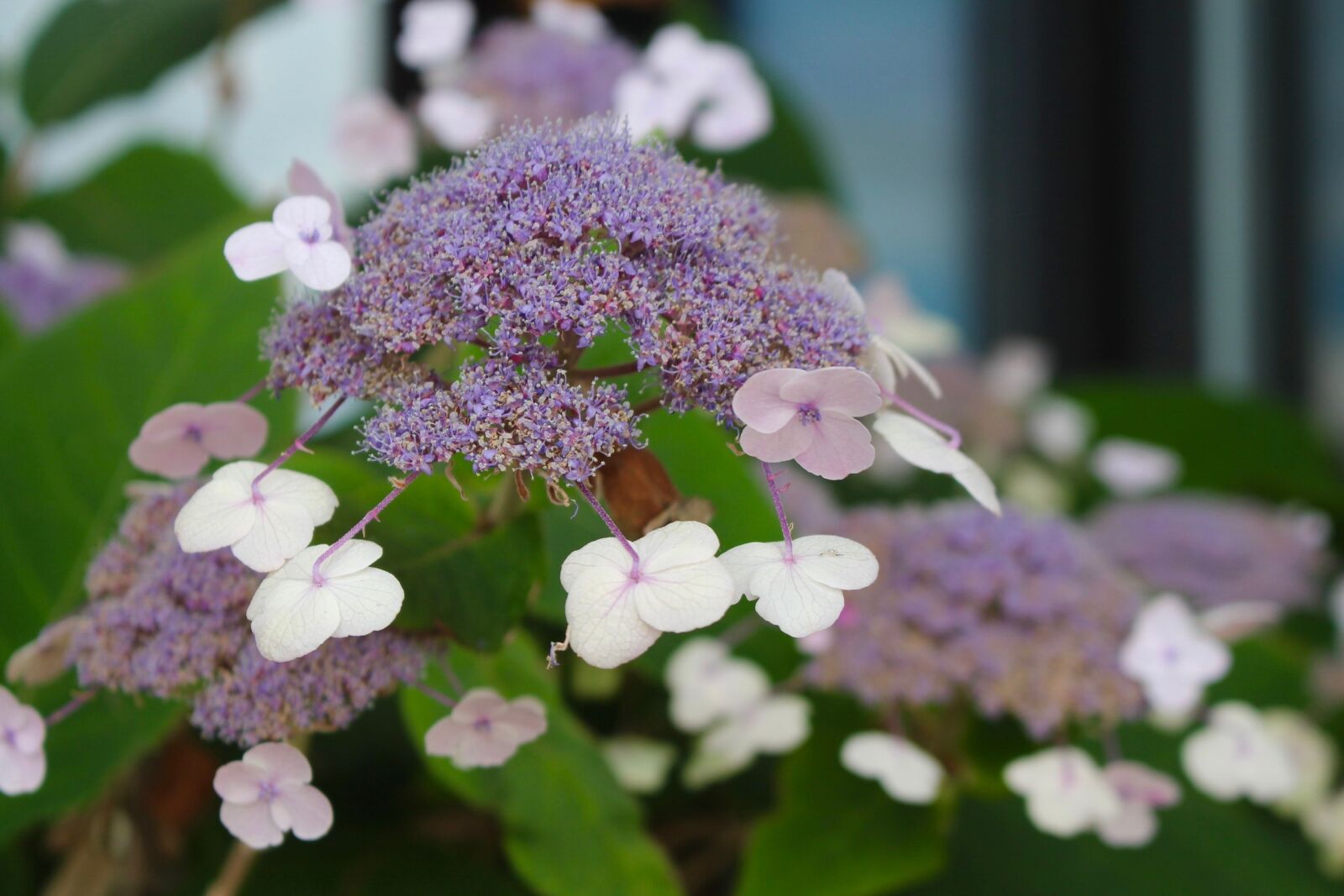 Canon EOS 700D (EOS Rebel T5i / EOS Kiss X7i) sample photo. Blossom, flowers, garden photography