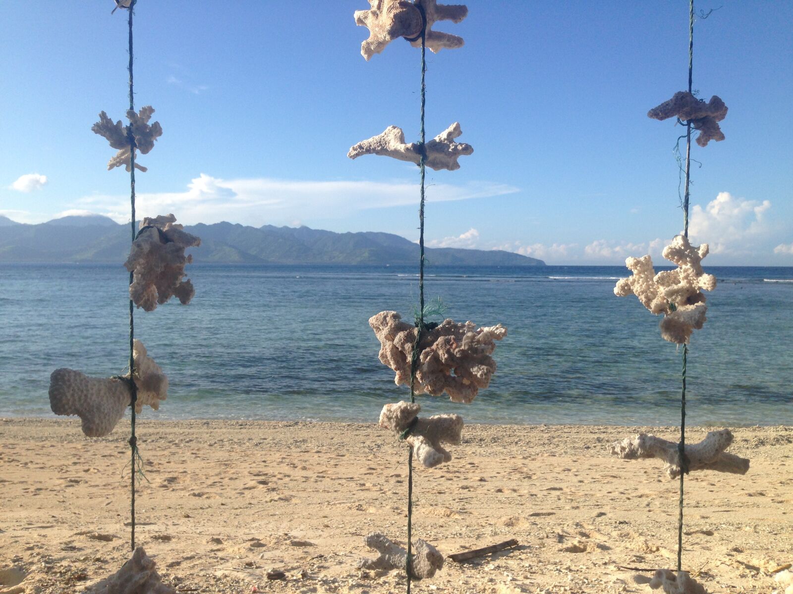 iPhone 5 back camera 4.12mm f/2.4 sample photo. Sea, ocean, coral photography