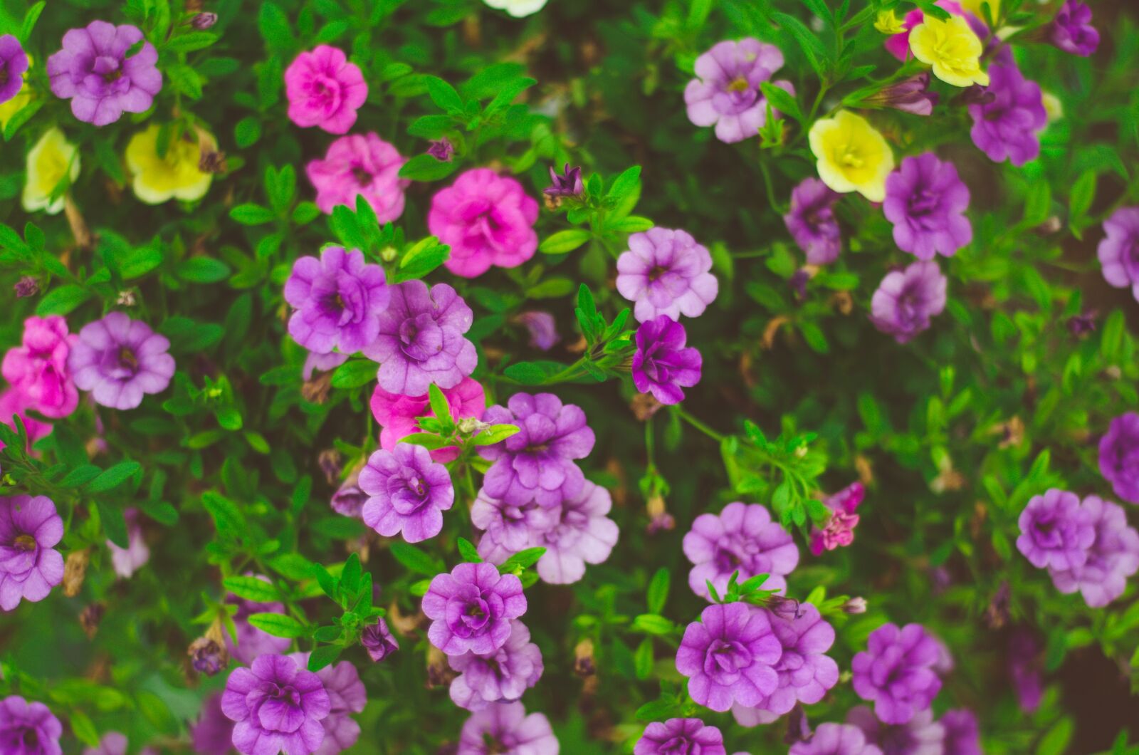 Nikon D7000 sample photo. Small, flowers, garden photography