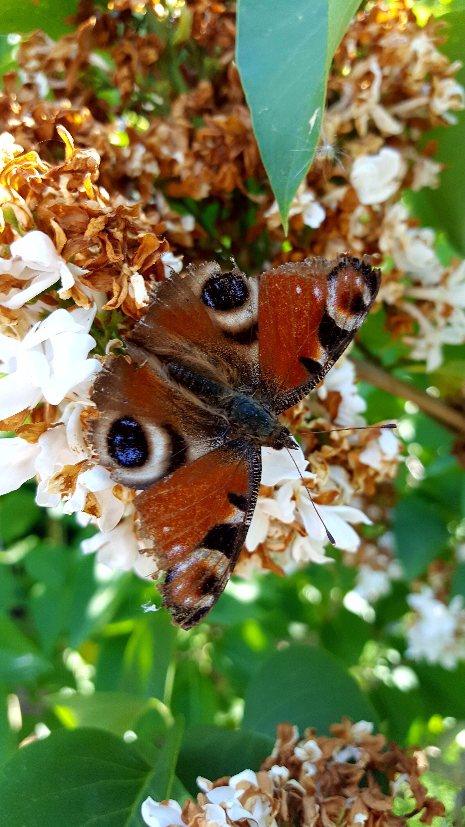 Samsung Galaxy S6 sample photo. Butterfly, nature, insect photography