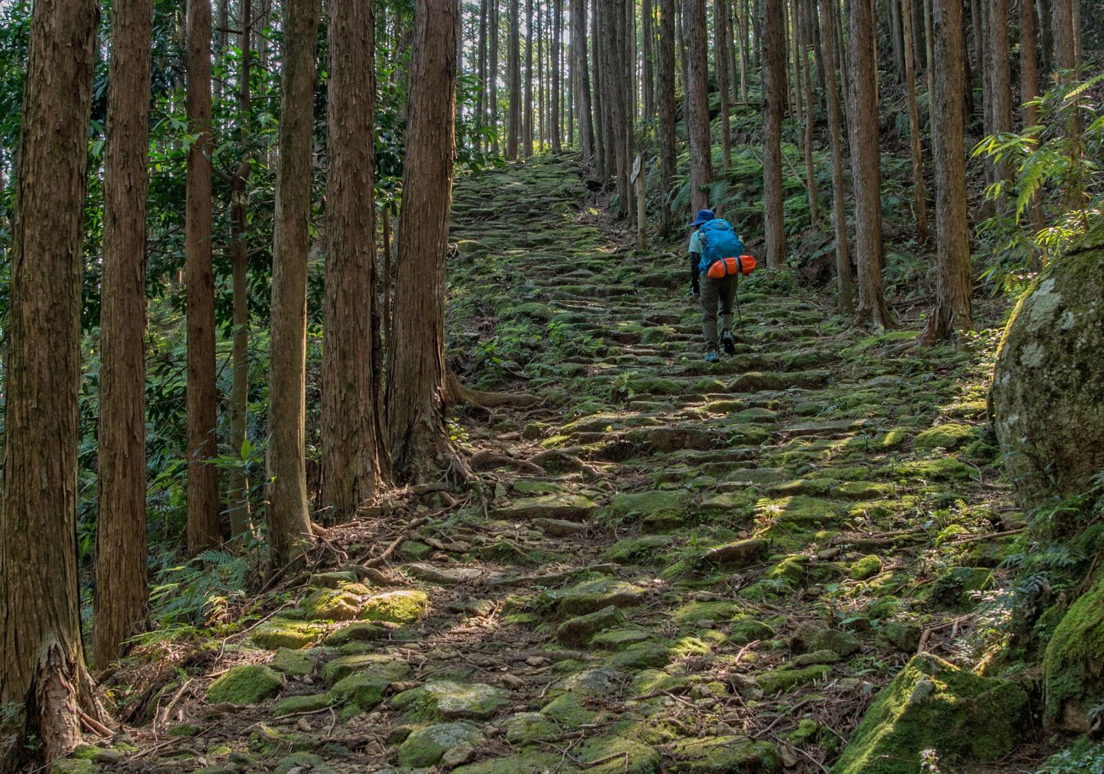Nikon D800E sample photo. Kumano ancient road, trekking photography