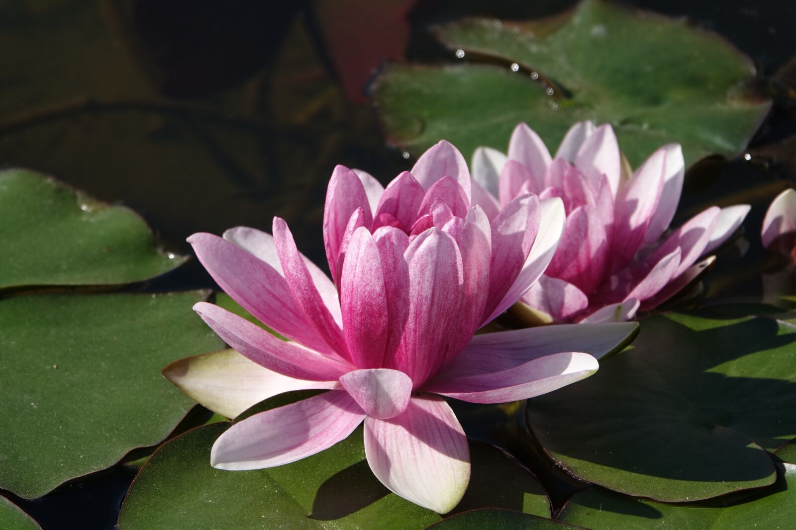 Sony Cyber-shot DSC-RX10 III sample photo. Water lilies, purple, pond photography