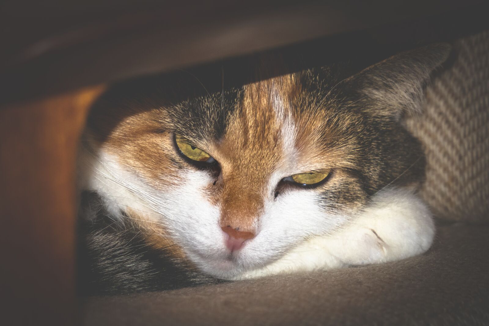 Canon PowerShot G3 X sample photo. Cat, cat's eyes, contact photography
