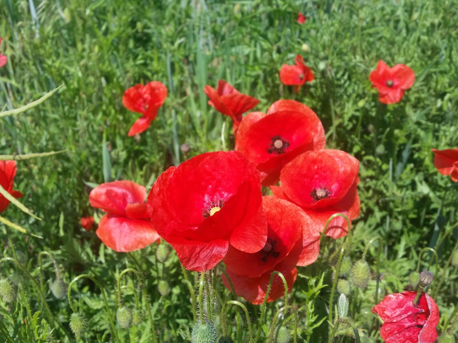 Samsung Galaxy S5 sample photo. Cornflower, klatschmohn, poppy photography
