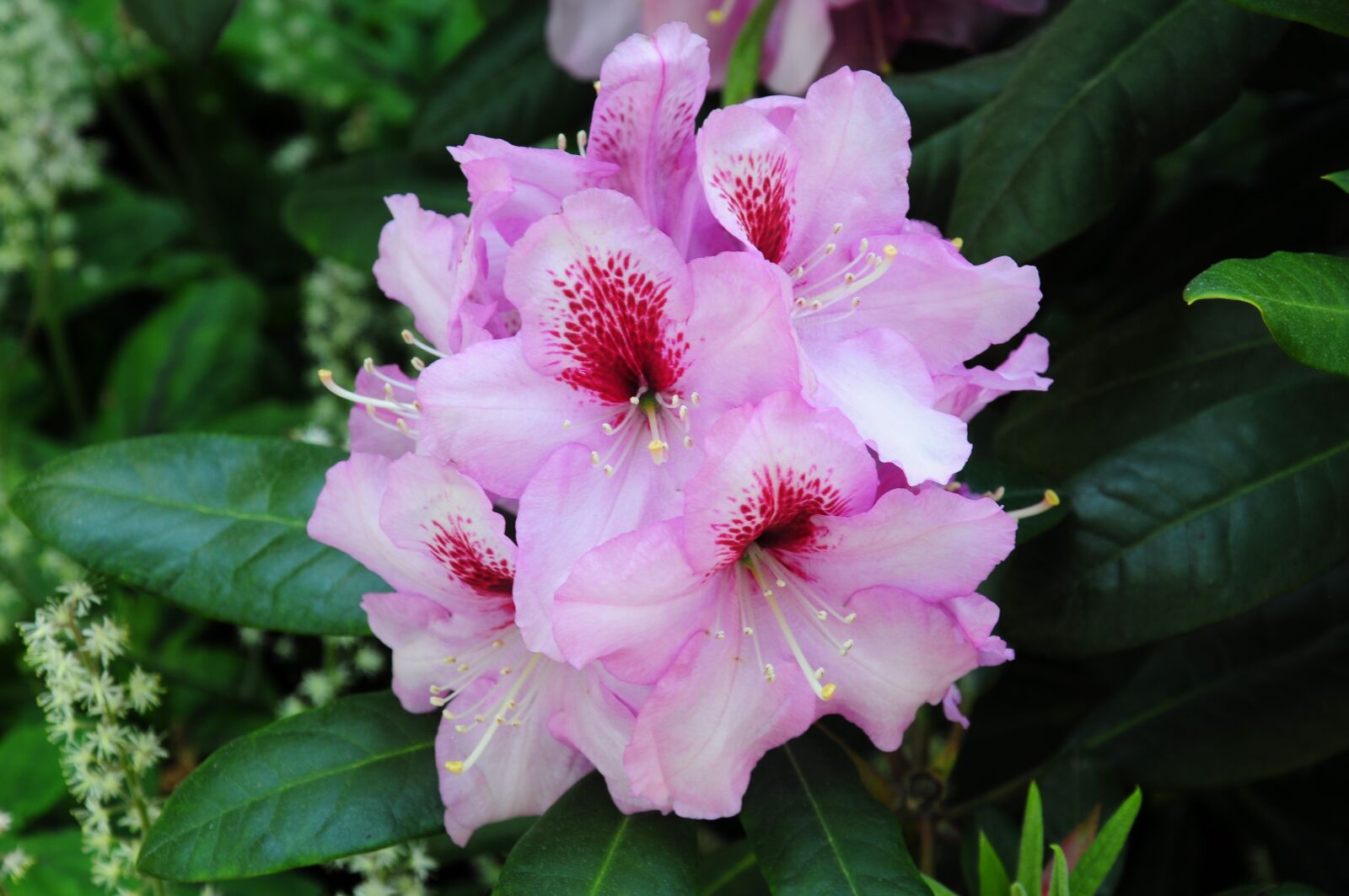 Nikon D5000 sample photo. Rhododendron, plant, flowers photography