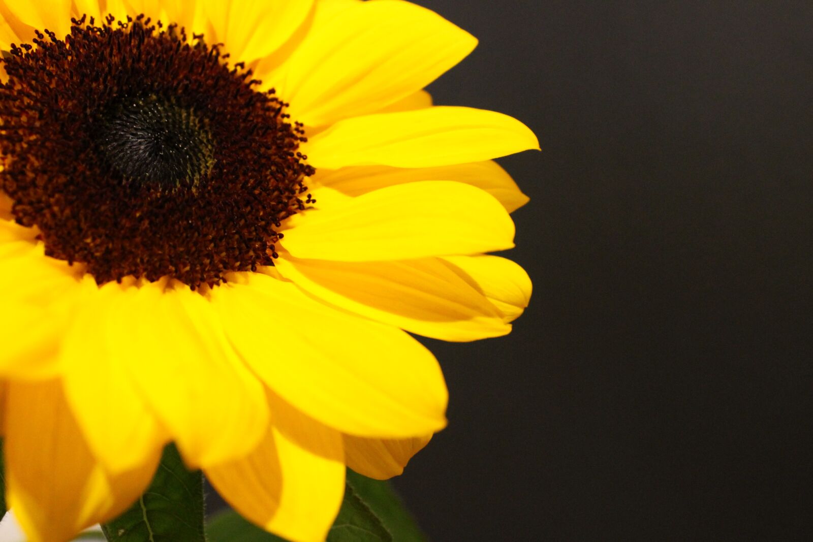 Canon EOS 1100D (EOS Rebel T3 / EOS Kiss X50) sample photo. Sunflower, autumn, blossom photography