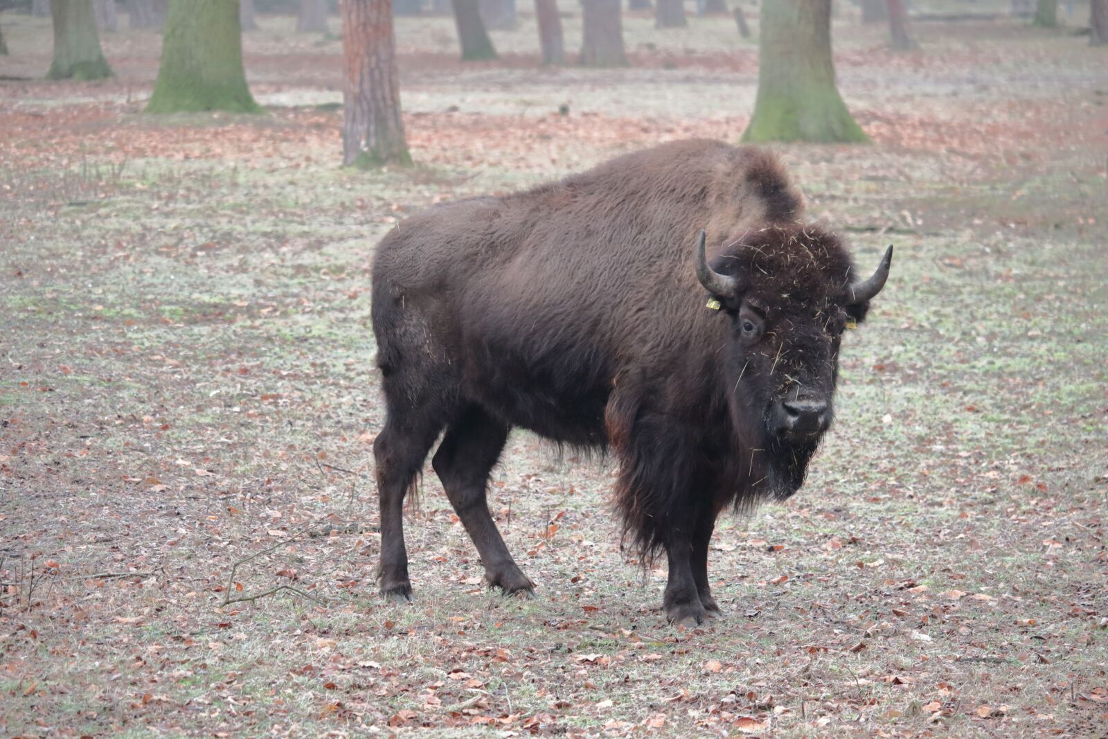 Canon EF-S 55-250mm F4-5.6 IS STM sample photo. Bison, forest, animal photography
