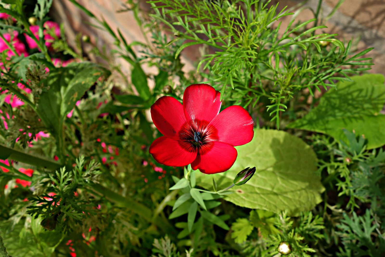 Sony Cyber-shot DSC-RX100 sample photo. Flower, petal, bloom photography