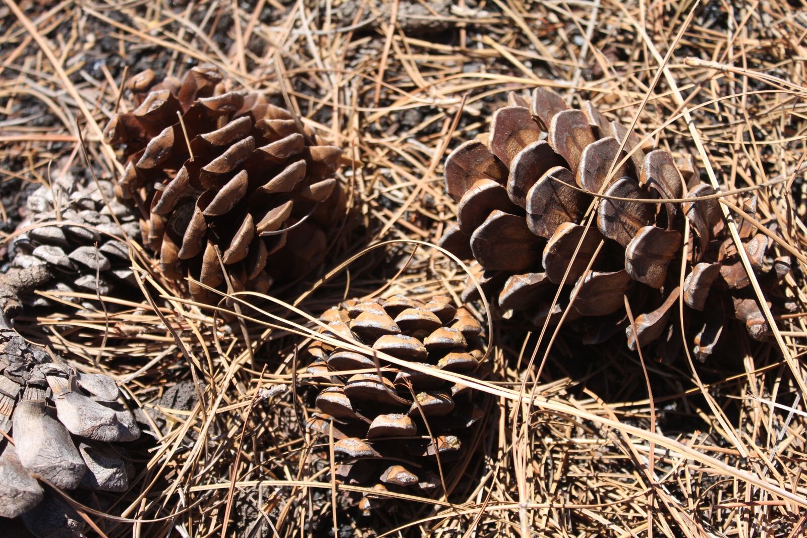 Canon EOS 550D (EOS Rebel T2i / EOS Kiss X4) sample photo. Pine, grass, pineapples photography