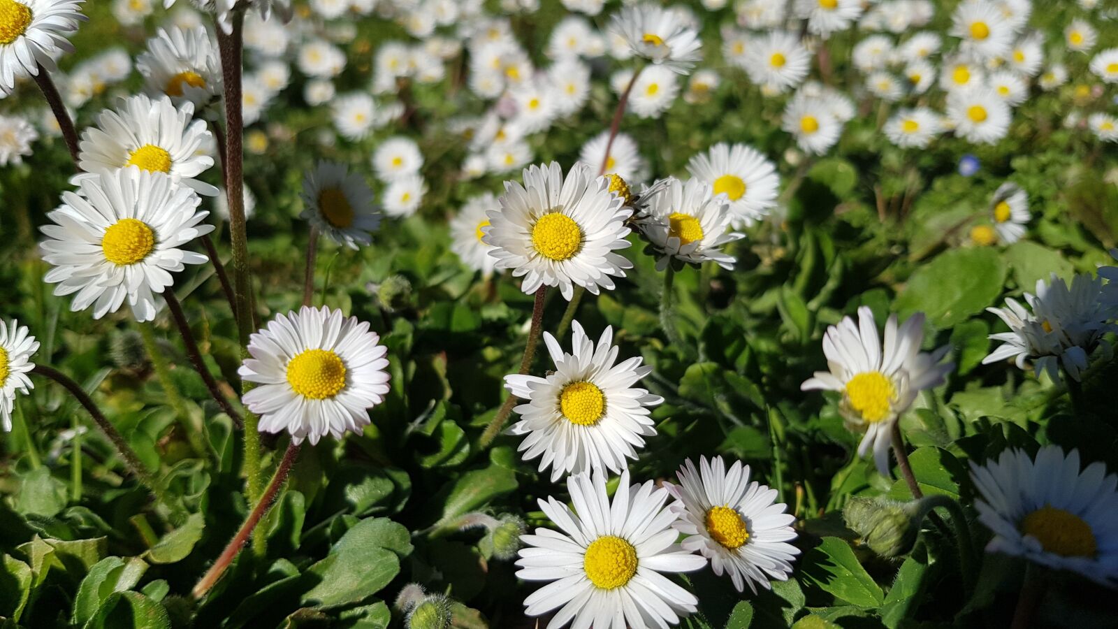 Samsung Galaxy S8 sample photo. Daisies, flowers, spring photography