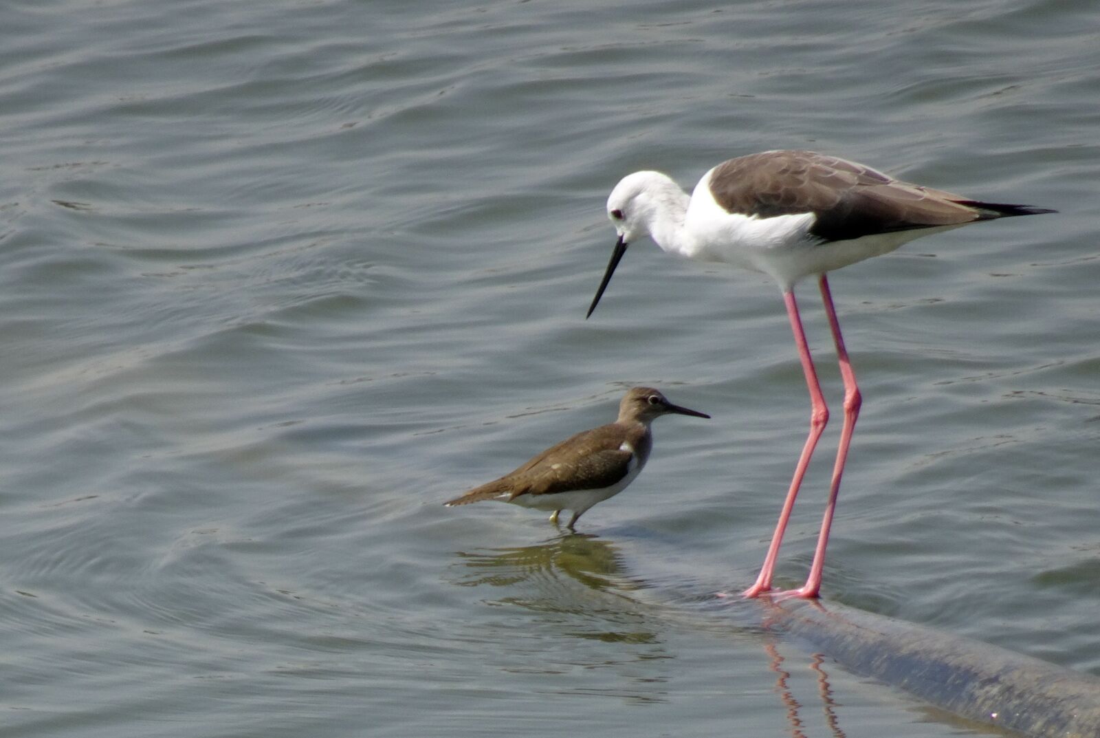 Sony Cyber-shot DSC-HX90V sample photo. Bird, black-winged stilt, common photography