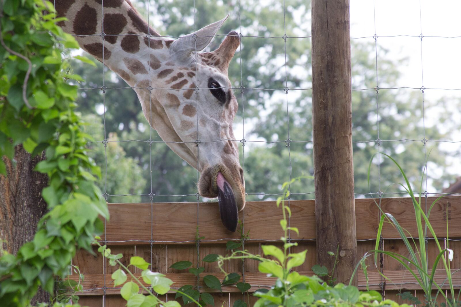 Canon EOS 60D + Canon EF 28-135mm F3.5-5.6 IS USM sample photo. Giraffe, animal, tongue photography