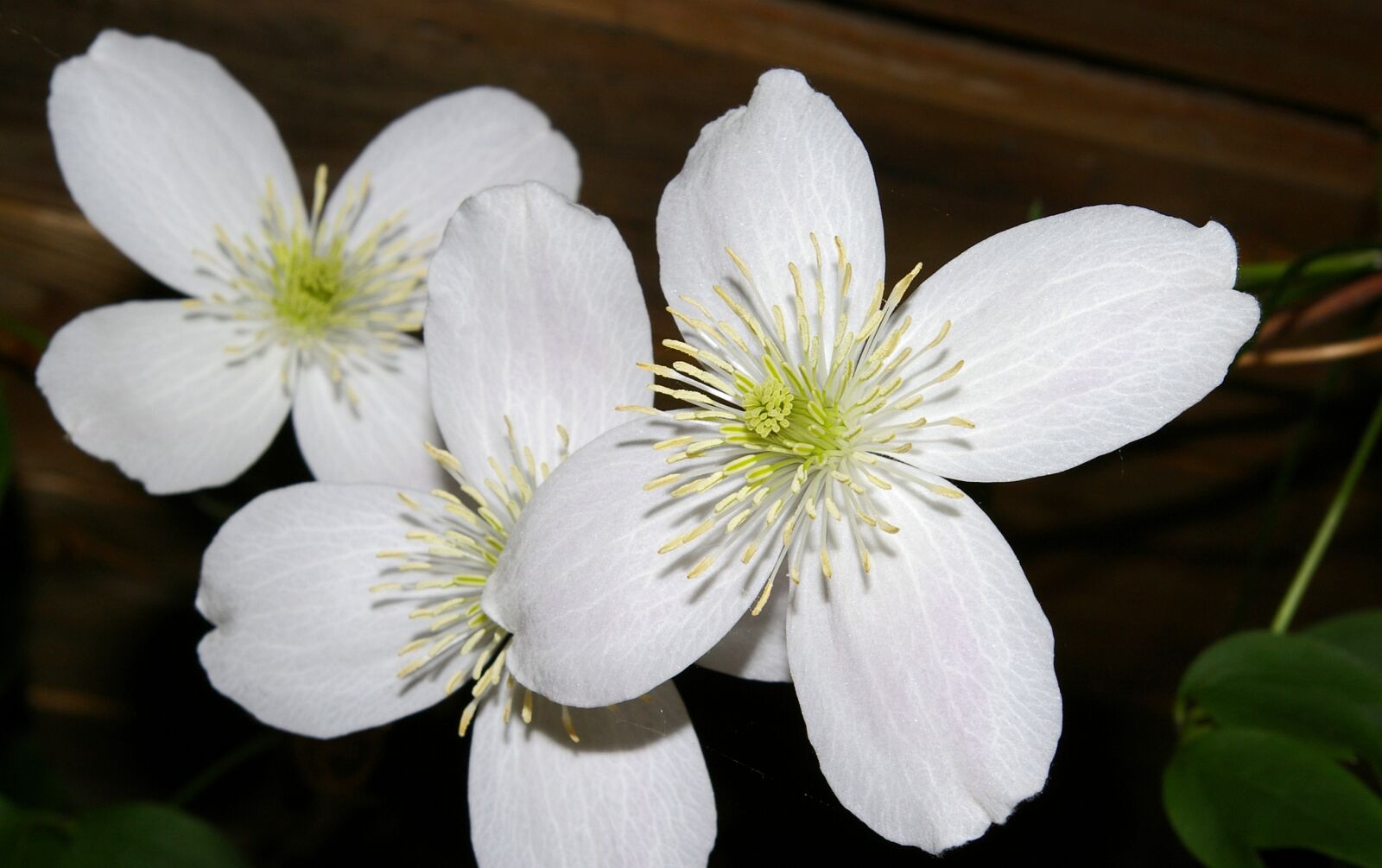 Pentax *ist DL2 sample photo. Clematis, blossom, bloom photography