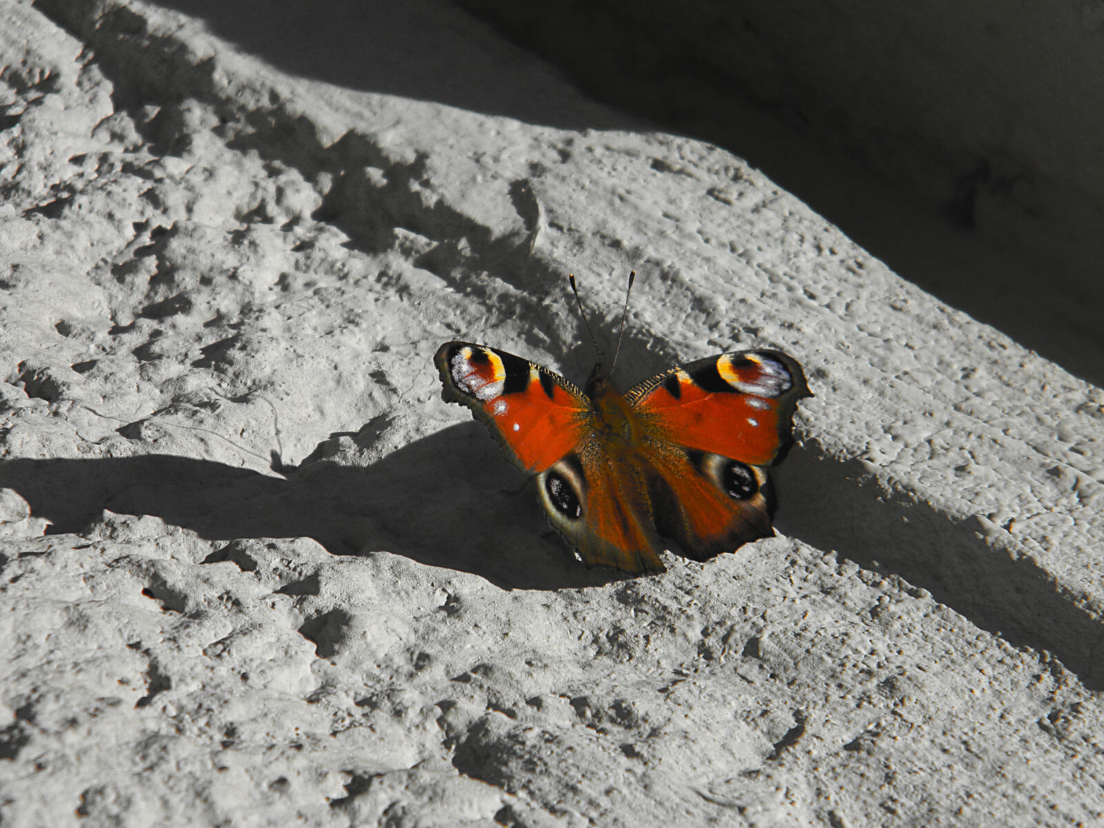 Nikon Coolpix L110 sample photo. Butterfly, nature, stone photography