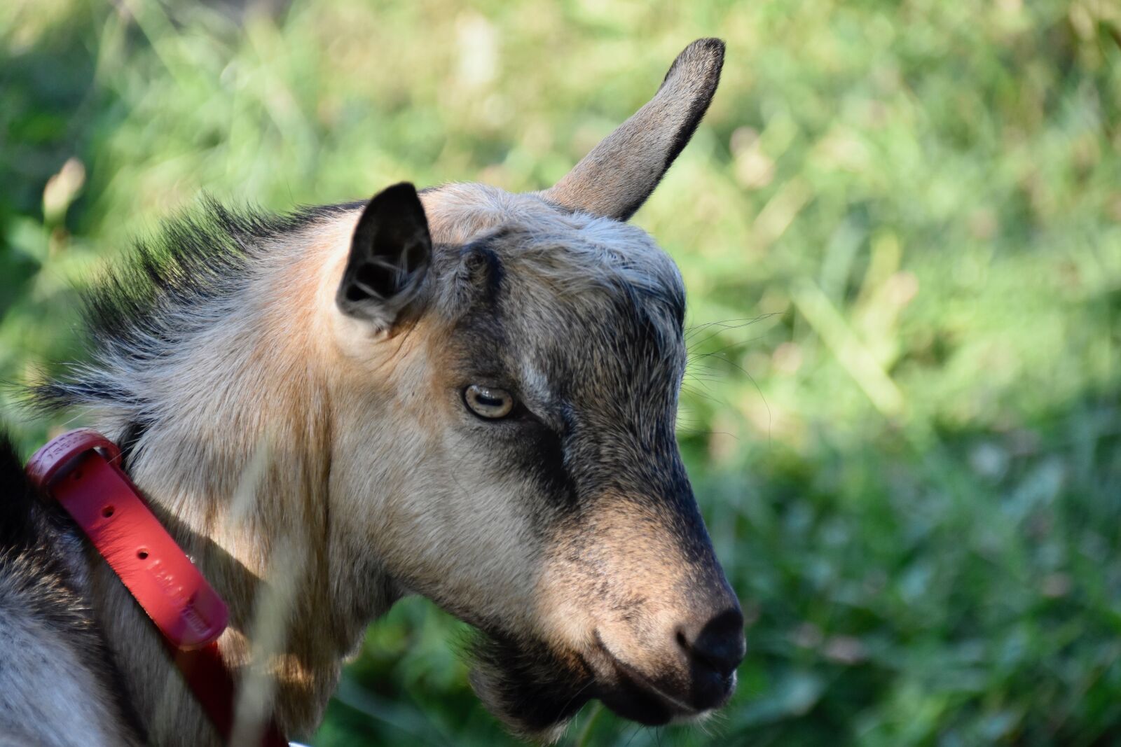 Nikon D5600 sample photo. Goat, goat jupiter, herbivore photography