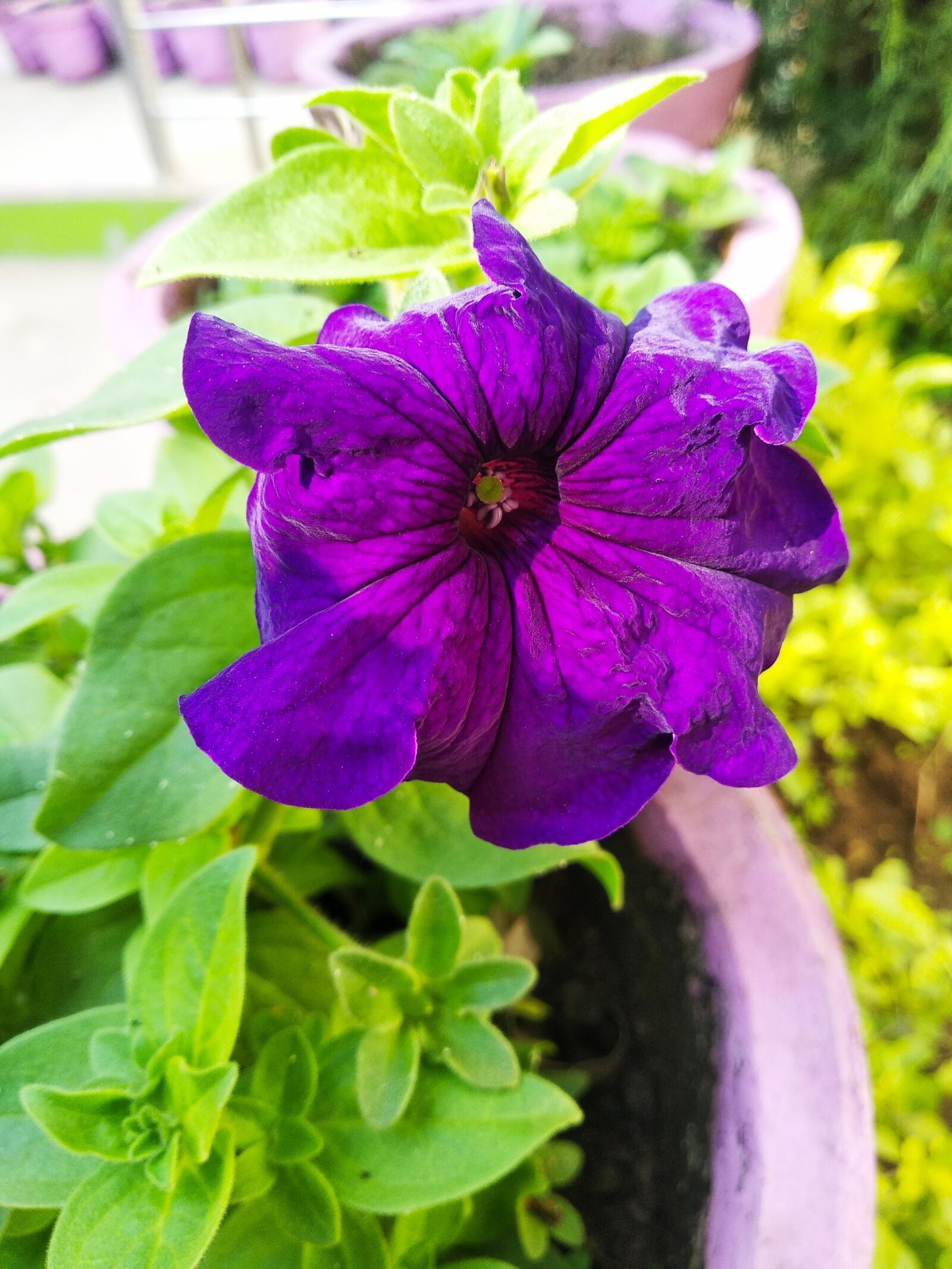 Xiaomi Redmi 5 sample photo. Purple, daisy, flower photography