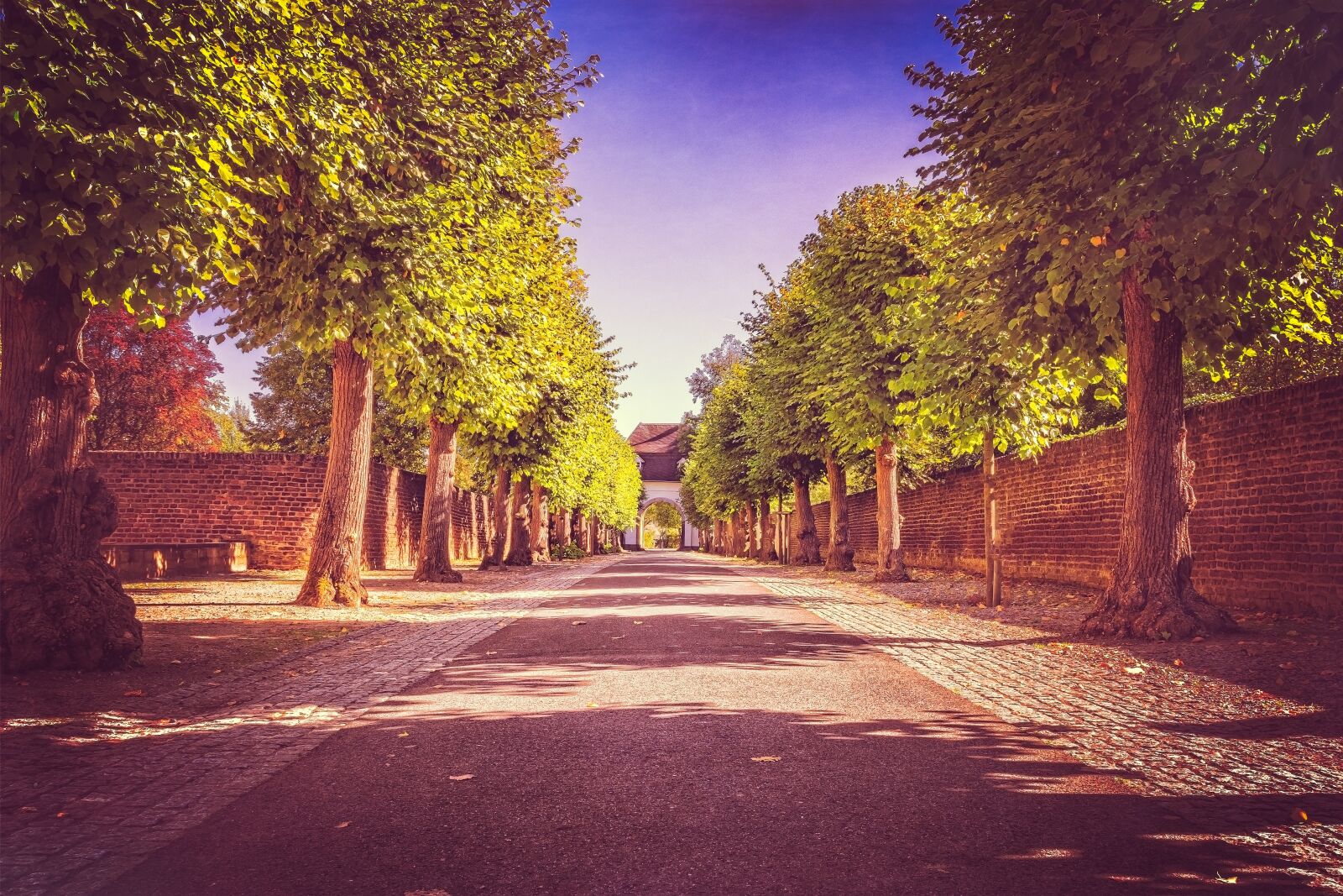 Nikon D3300 sample photo. Avenue, road, trees photography