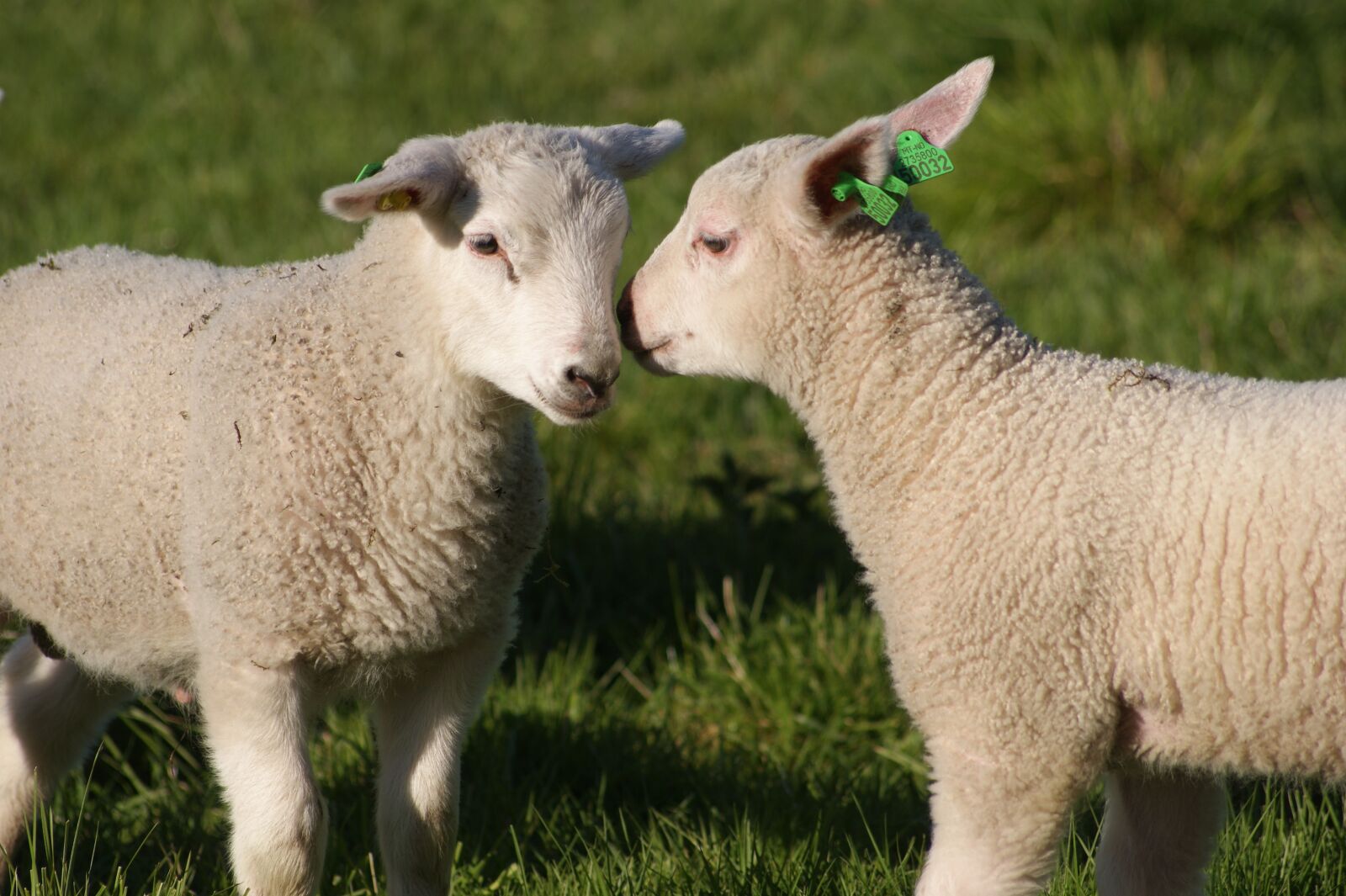 Sony Alpha DSLR-A380 sample photo. The lambs, sheep, sheep photography