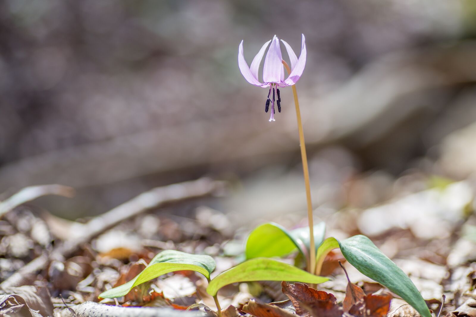 Canon EOS 6D sample photo. Flowers, spring, japanese dog's photography
