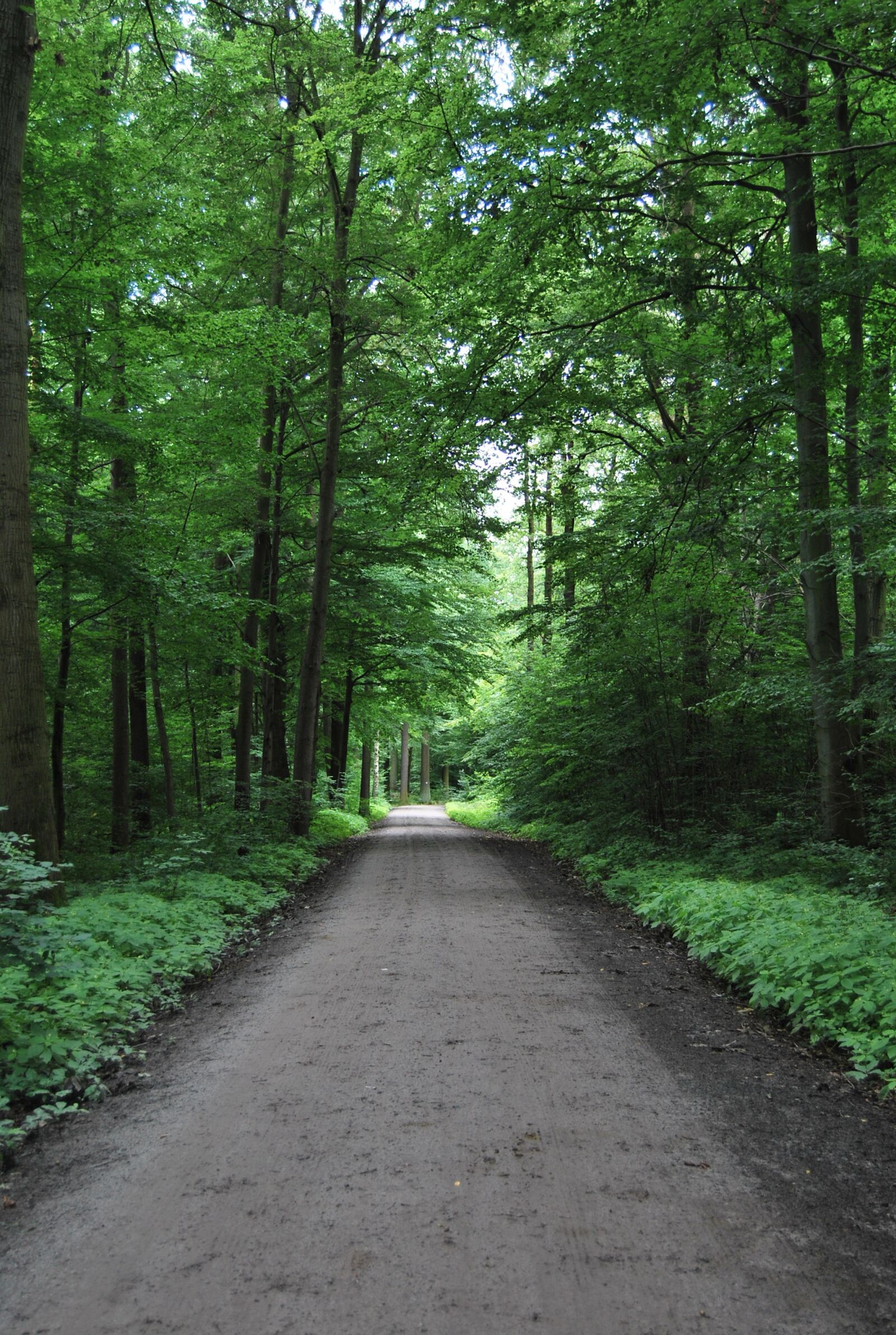 Nikon D60 sample photo. Forest, path, nature photography
