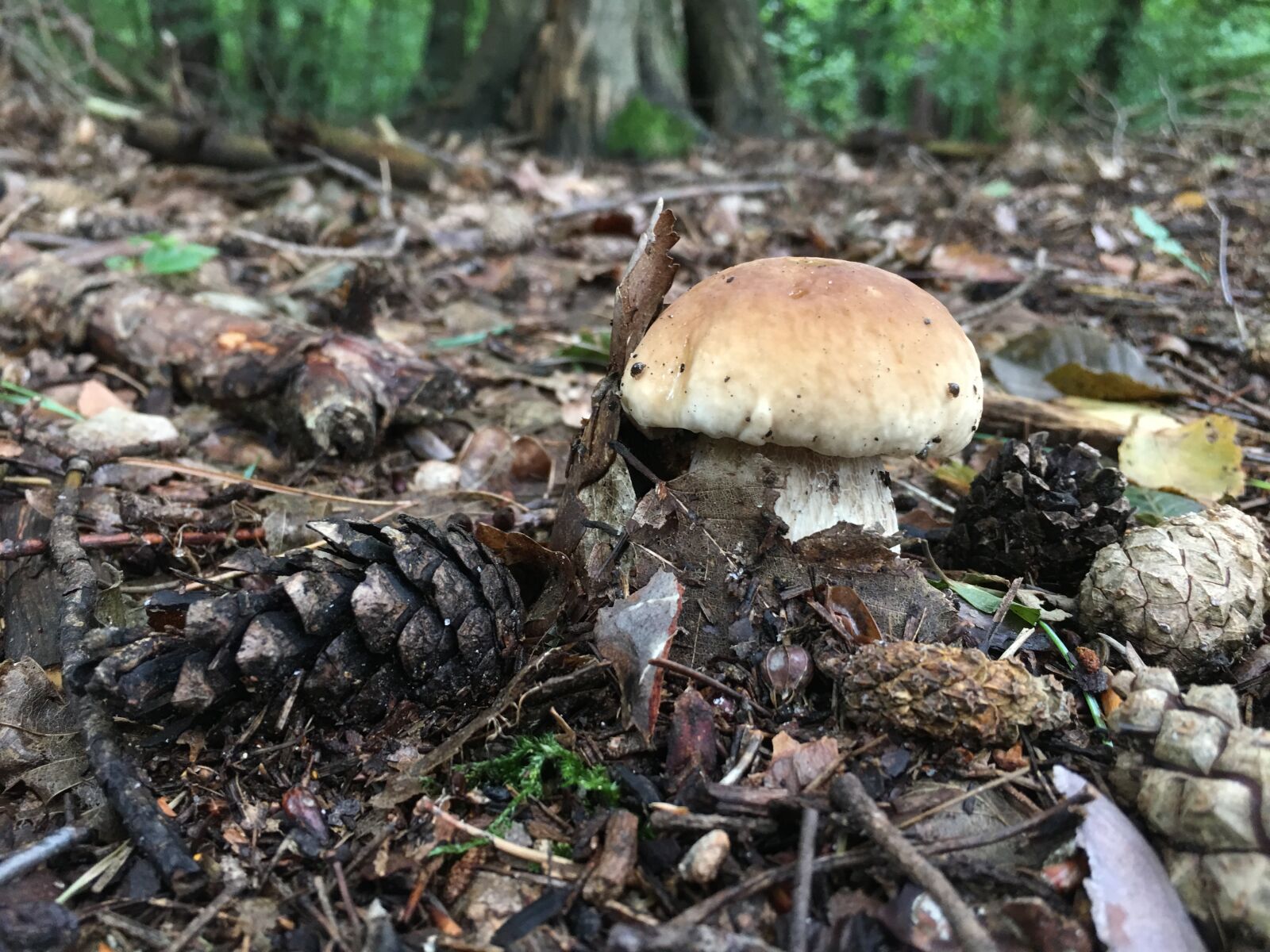 Apple iPhone 6s Plus sample photo. Mushrooms, chestnut boletus, boletus photography