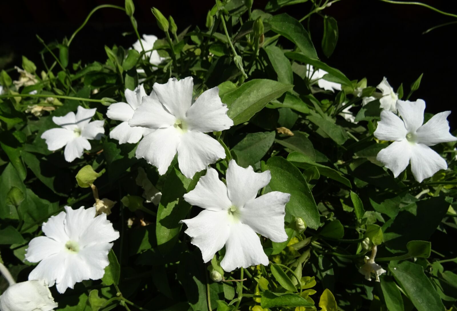 Sony DSC-HX60V sample photo. White lady, flower, white photography