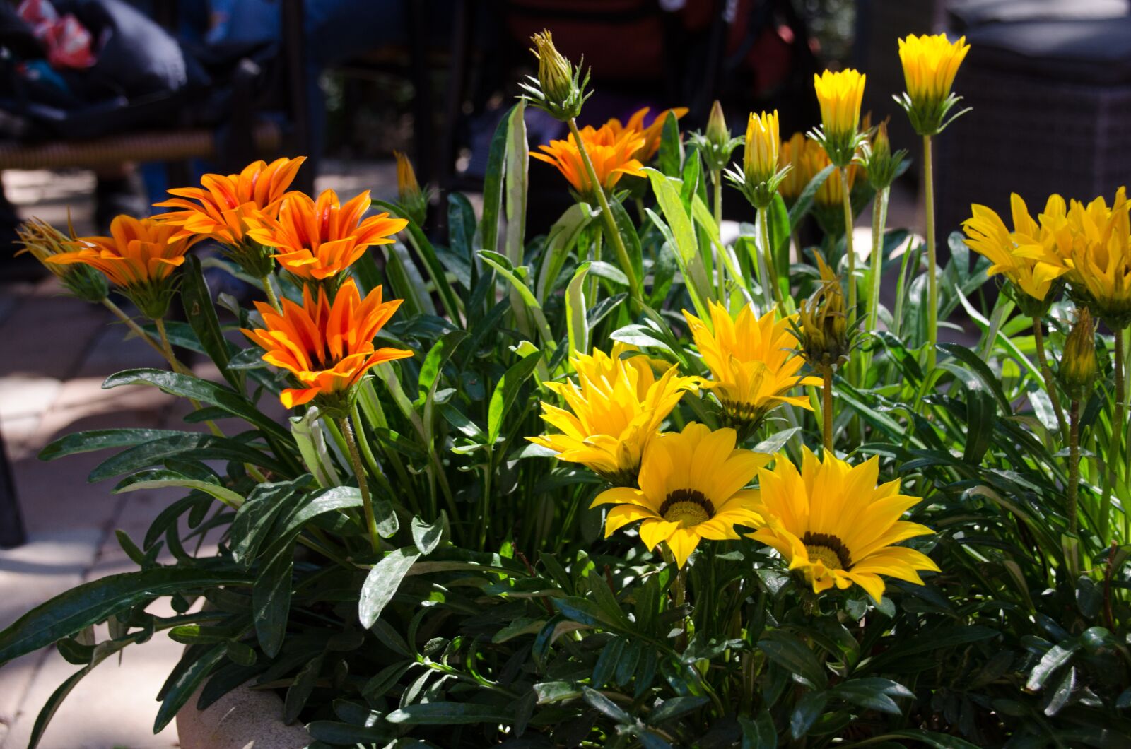 Nikon D5100 sample photo. Summer, bed, garden photography