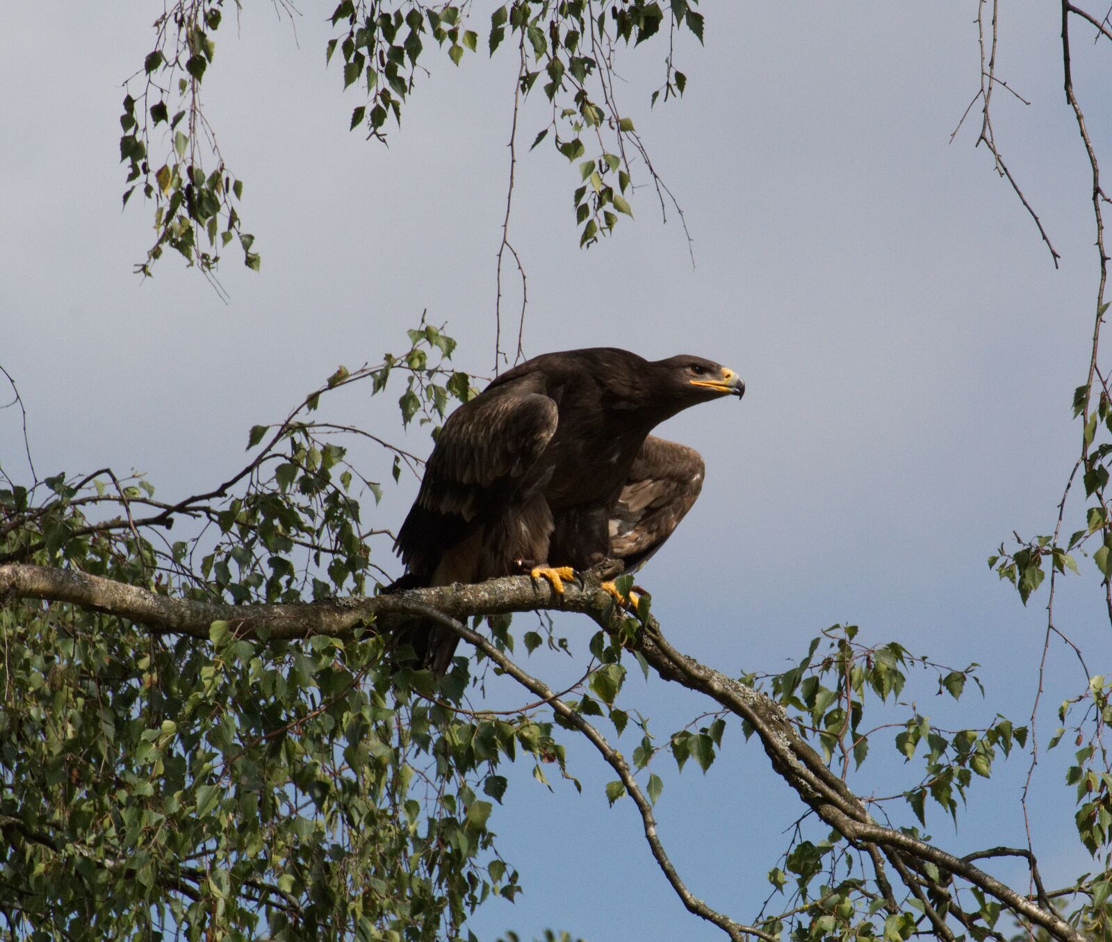 Canon EOS 1300D (EOS Rebel T6 / EOS Kiss X80) sample photo. Bird, predator, nature photography