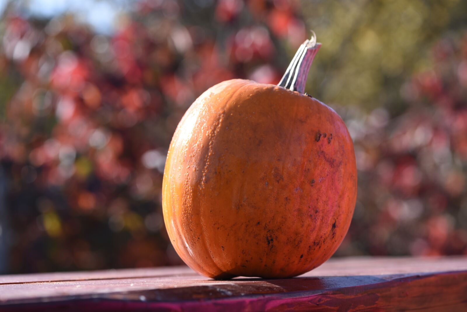 Nikon D750 sample photo. Vegetables, garden, october photography