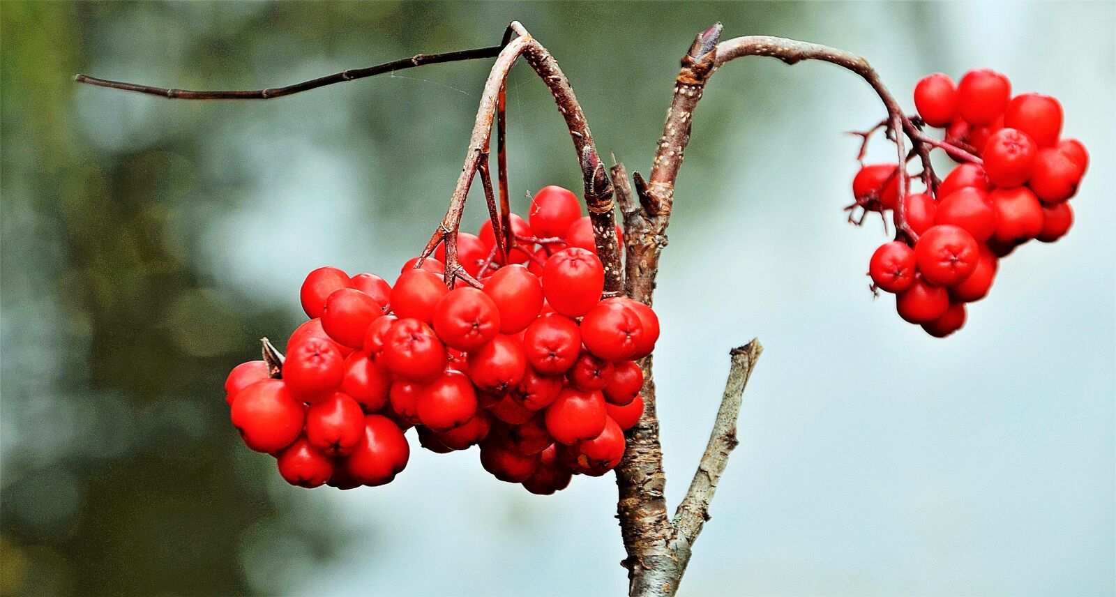 Nikon D5100 sample photo. Red, berries, berry photography