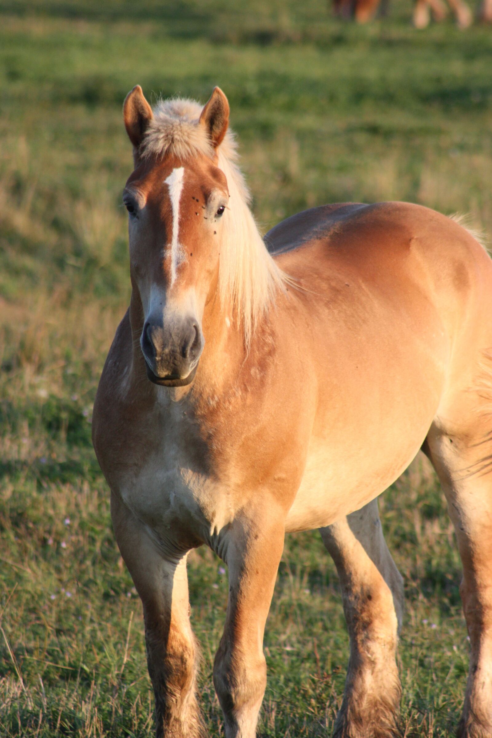 Canon EOS 450D (EOS Rebel XSi / EOS Kiss X2) sample photo. Horse, amish, percheron photography