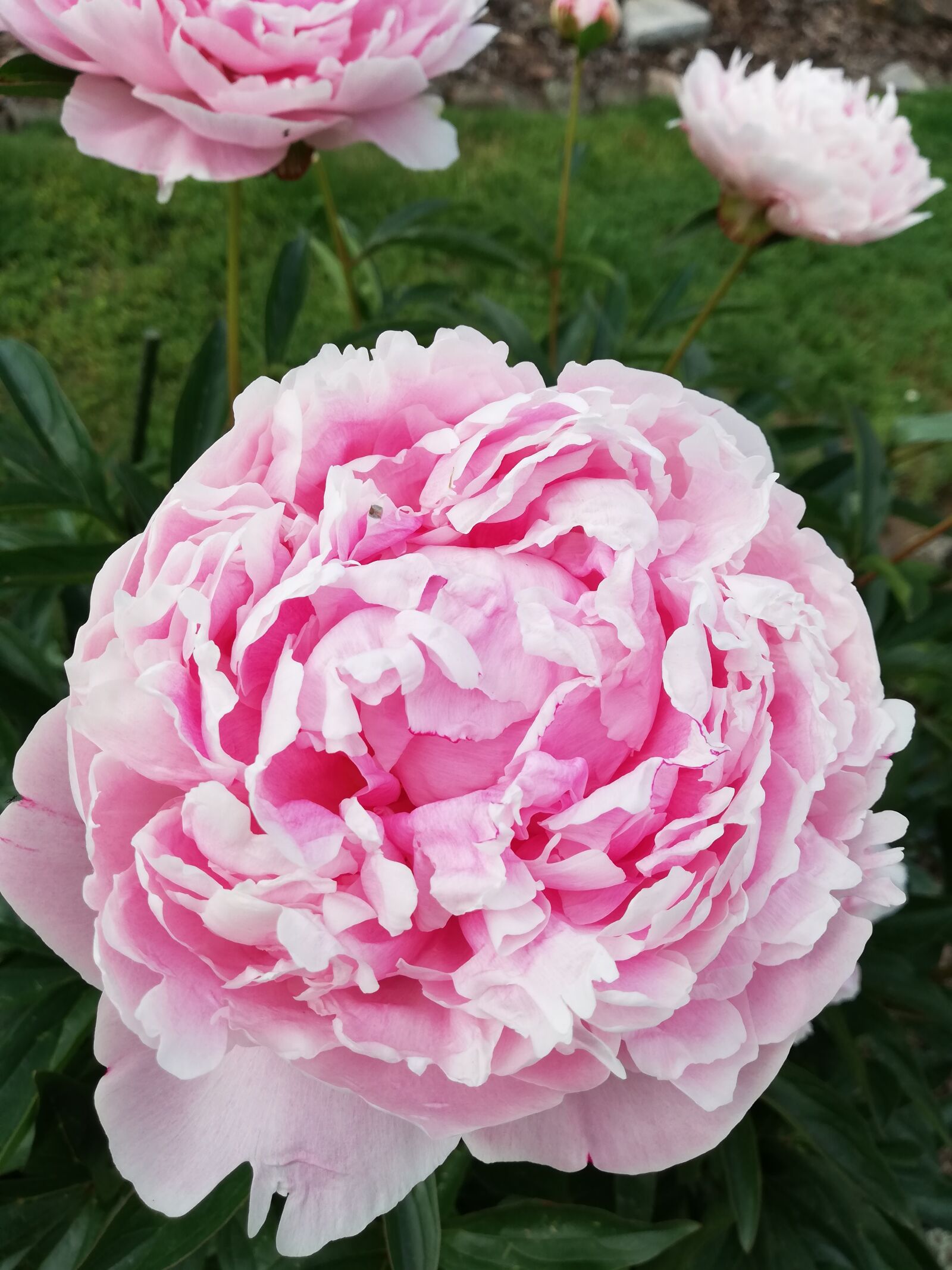 HUAWEI P20 lite sample photo. Peony, rose, flower photography