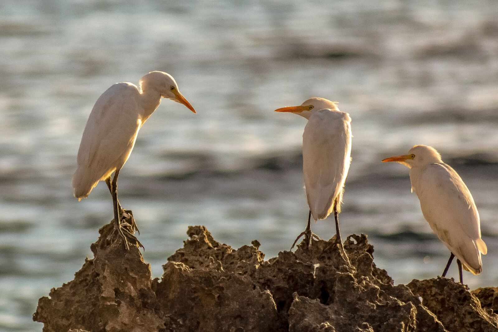 Nikon D3300 sample photo. Sea birds, rock, nature photography