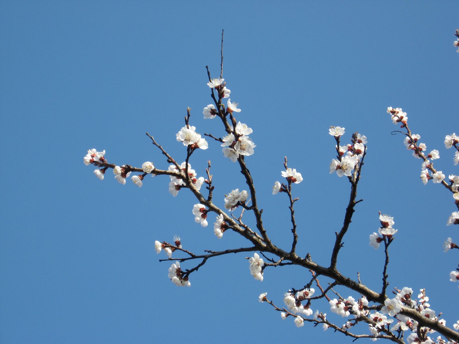 Canon POWERSHOT A550 sample photo. Apricot, blossom, march, spring photography