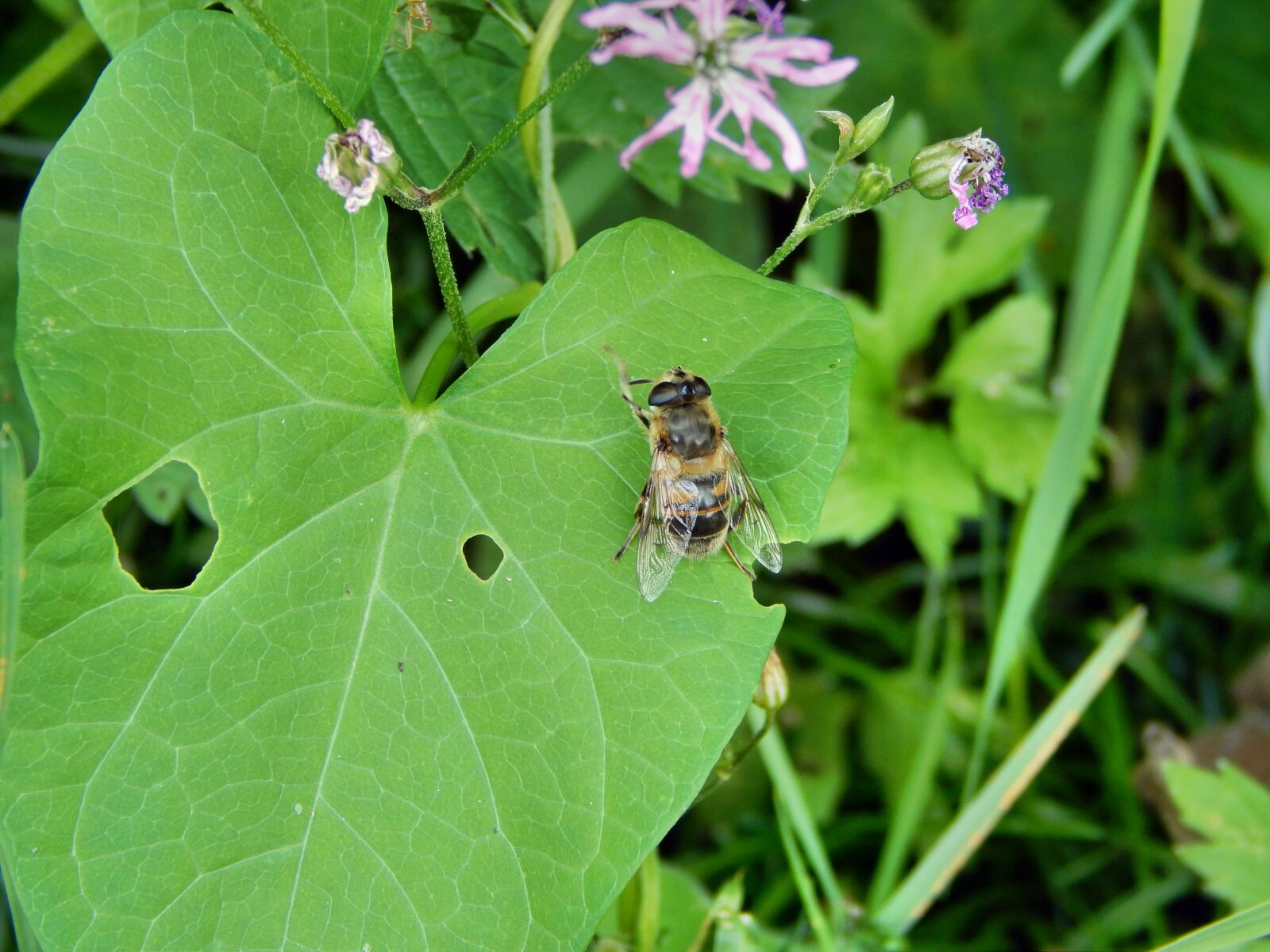 Nikon Coolpix L820 sample photo. Mucha, insect, bow tie photography