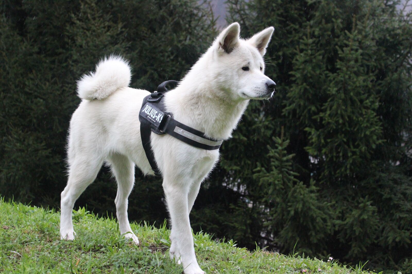 Canon EOS 100D (EOS Rebel SL1 / EOS Kiss X7) sample photo. Canis lupus familiaris, mammalia photography