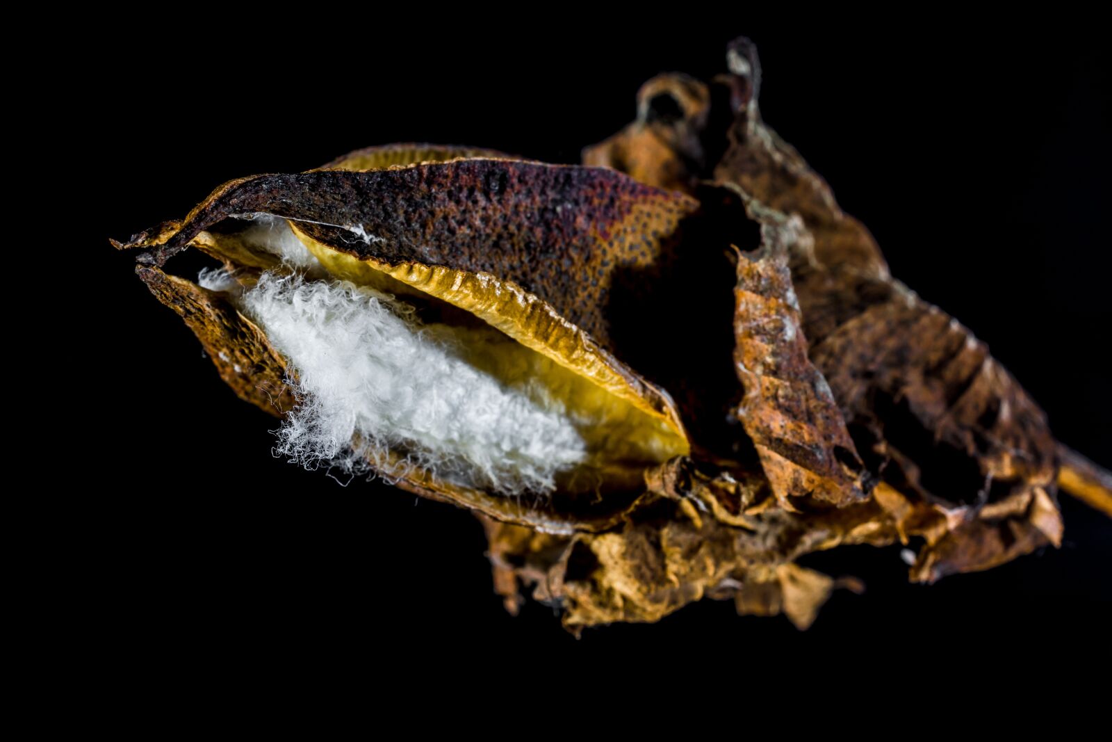 Nikon D5200 sample photo. Cotton capsule, cotton, cotton photography