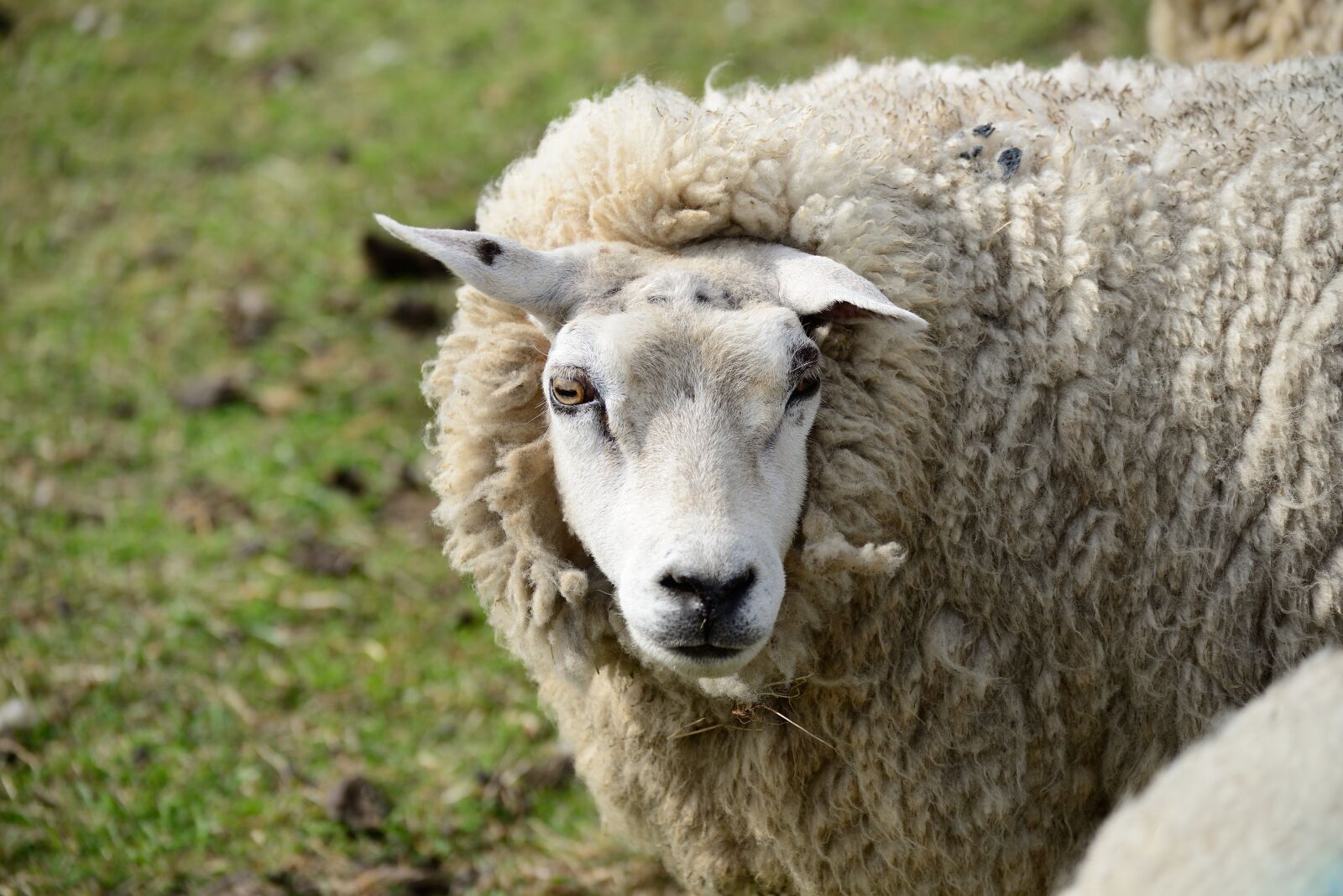 Nikon D610 sample photo. Sheep, pasture, wool photography
