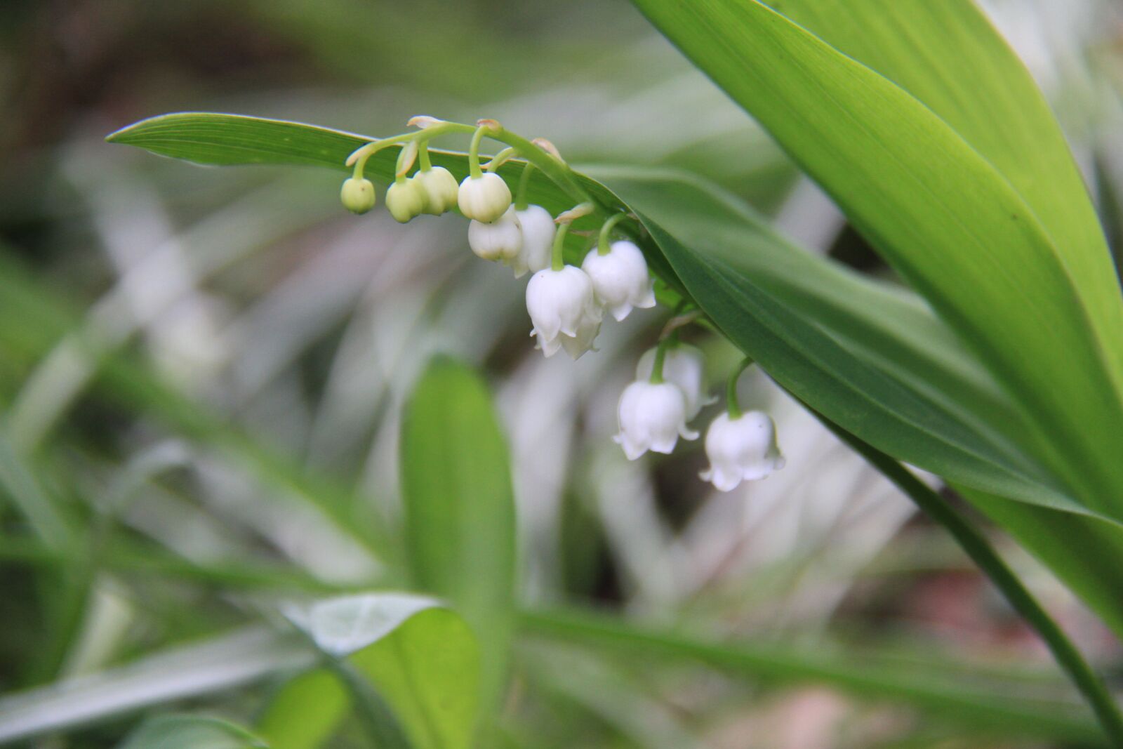 Canon EOS 7D sample photo. Thrush, may, strand photography