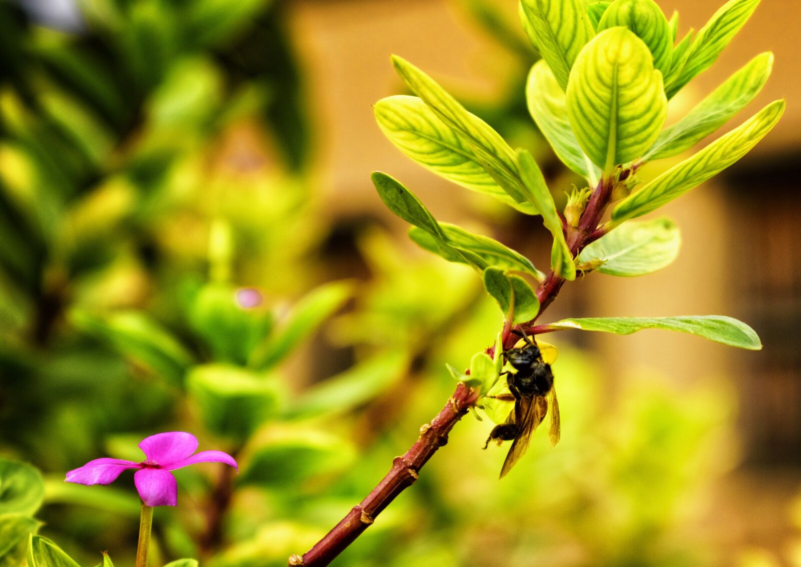 Nikon D3400 sample photo. Bee, insect, plant photography