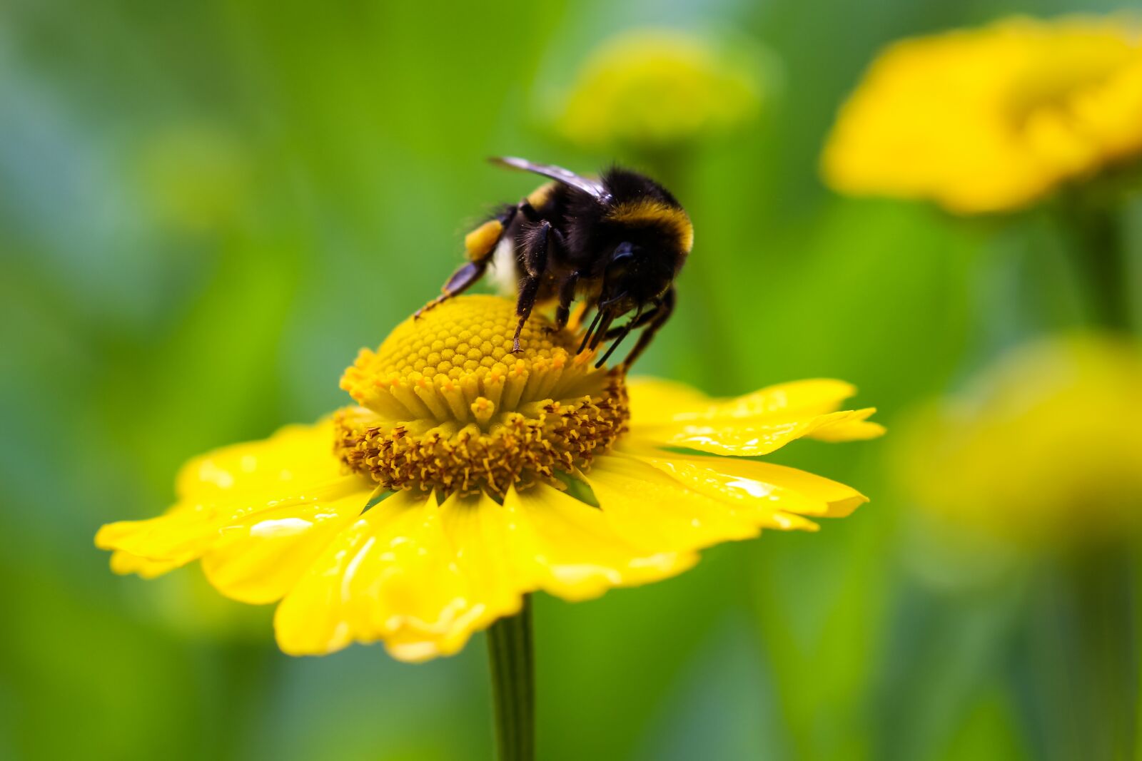 Canon EOS 700D (EOS Rebel T5i / EOS Kiss X7i) sample photo. Hummel, flower, yellow photography