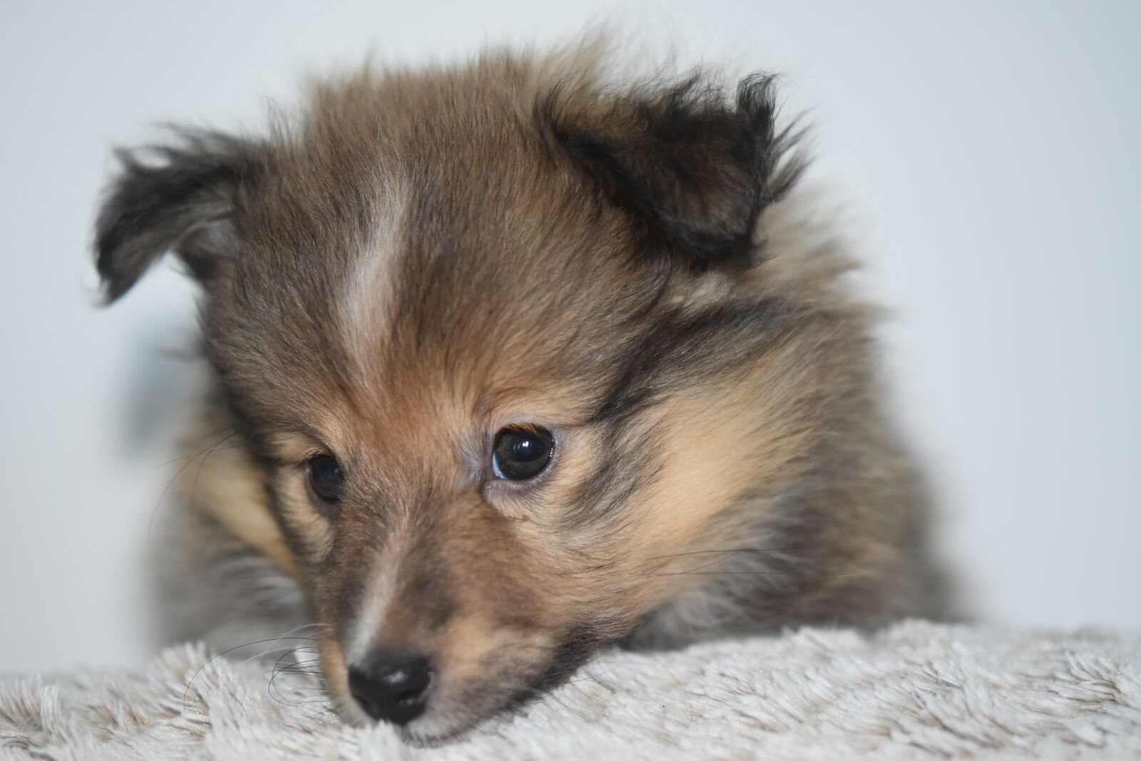 Nikon D5600 sample photo. Dog, dog shetland sheepdog photography